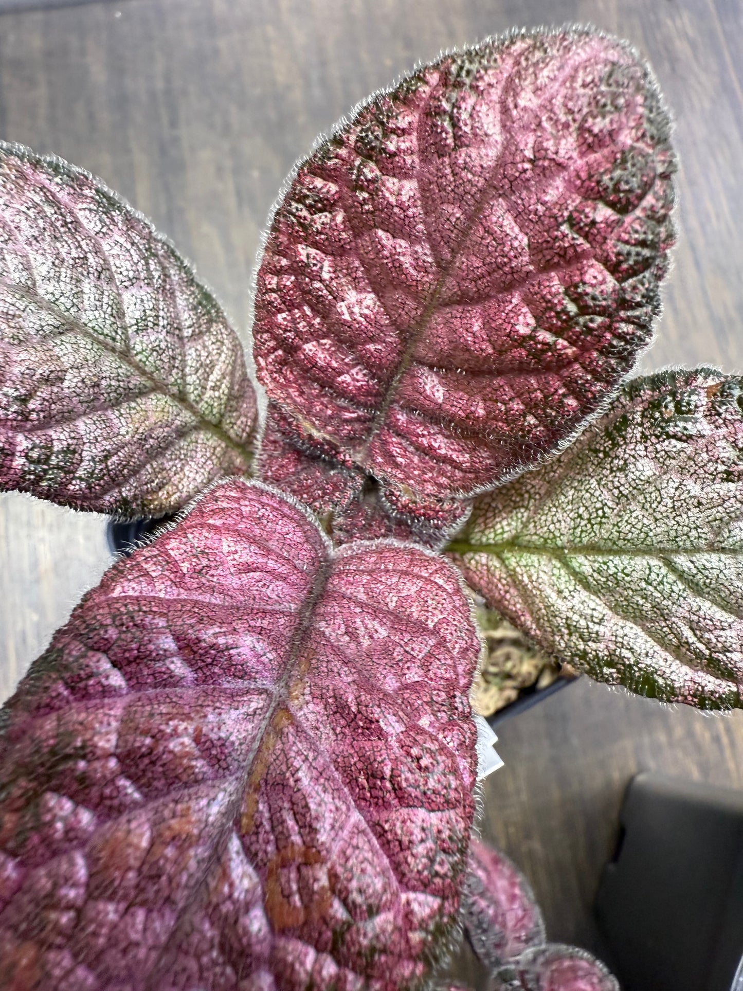 Episcia ‘Pink Acajou’