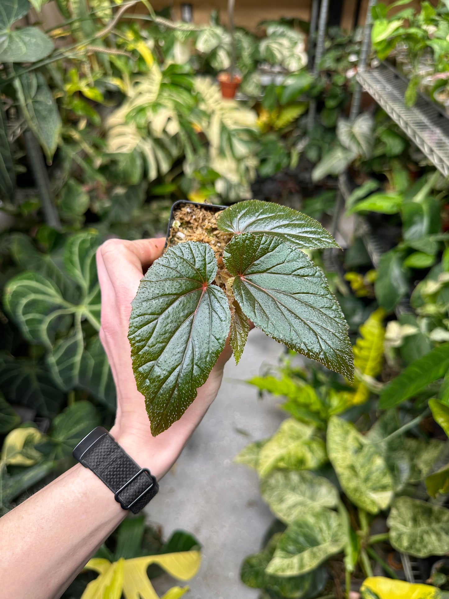 Begonia Serenity