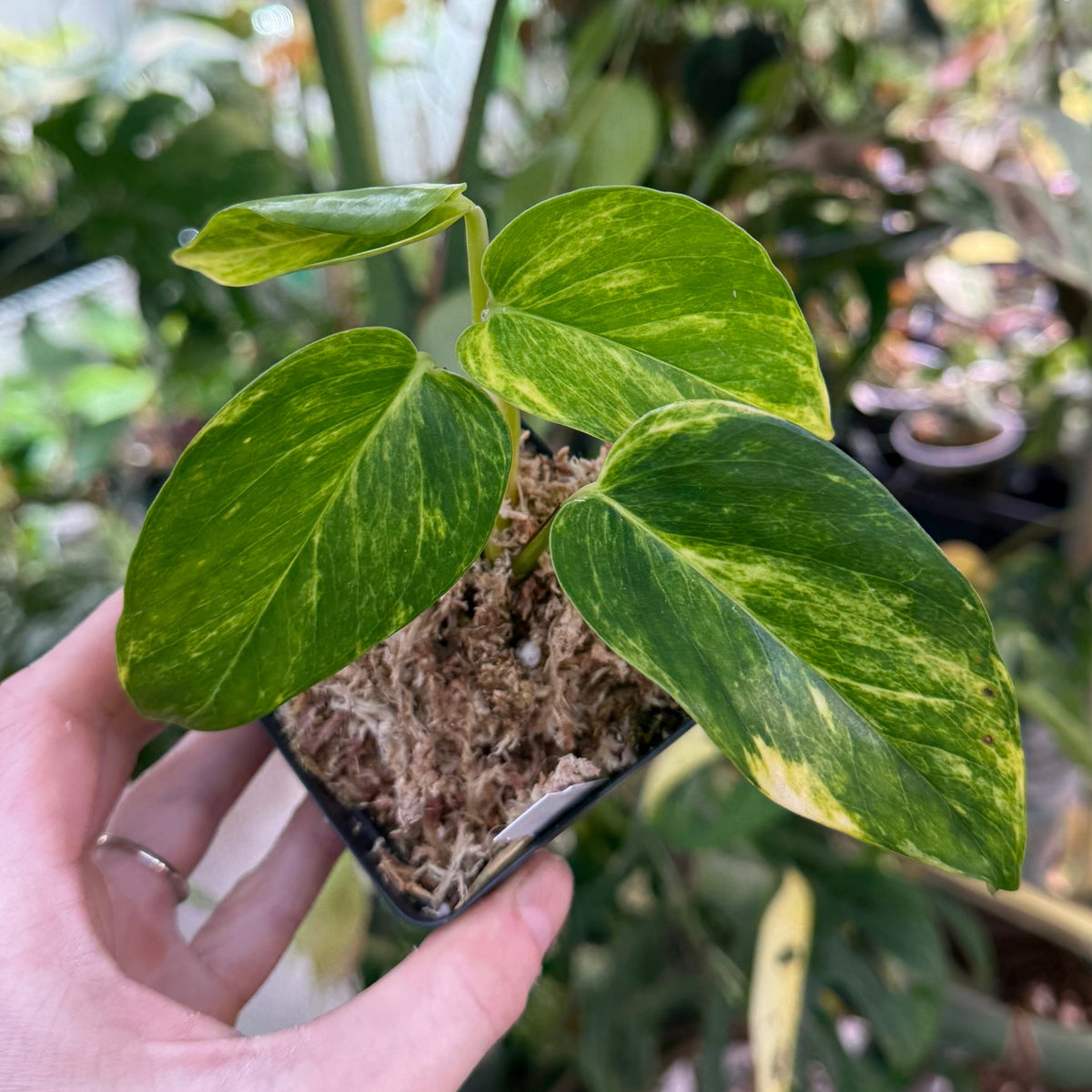 Epipremnum aureum Teruno 'Madonna' #31