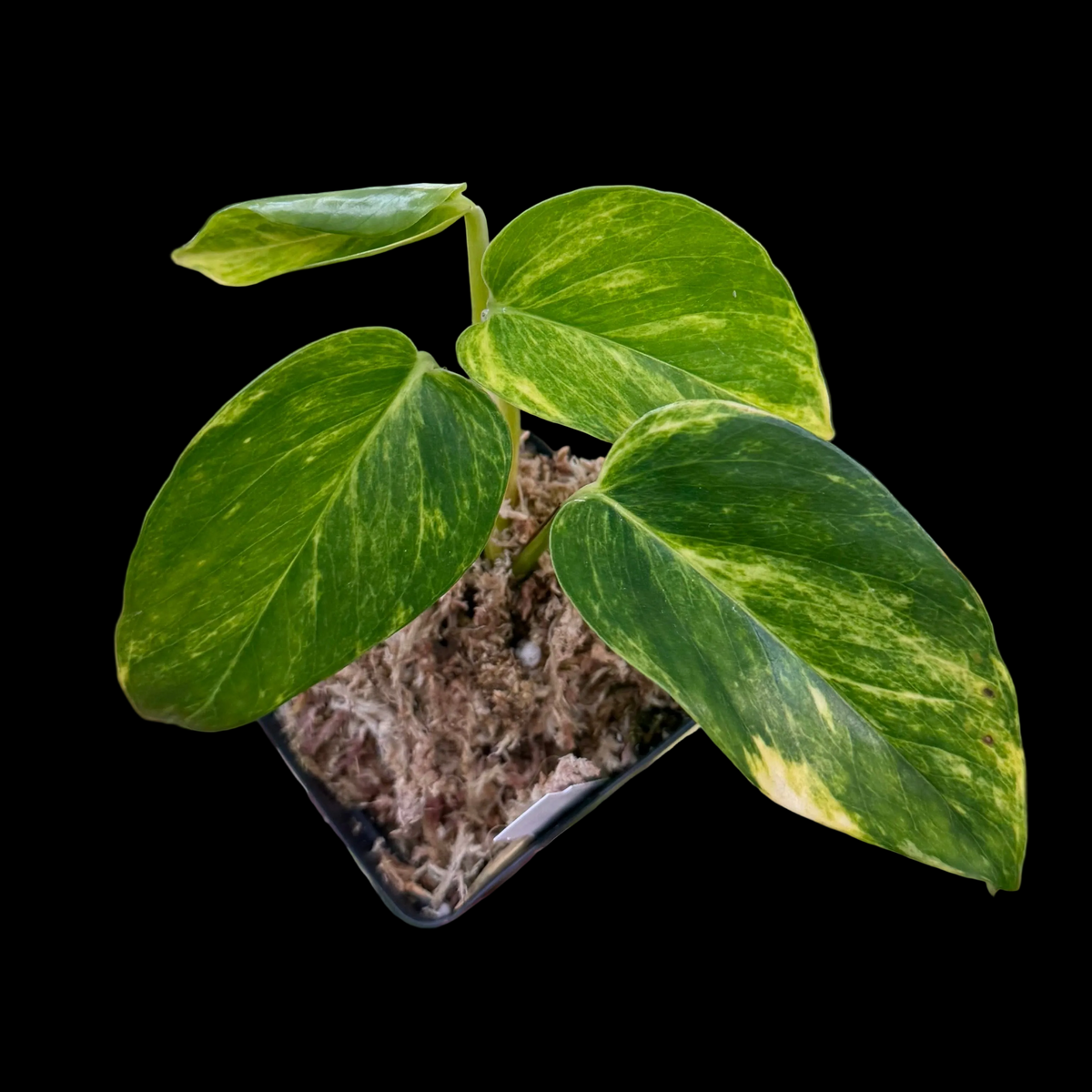 Epipremnum aureum Teruno 'Madonna' #31