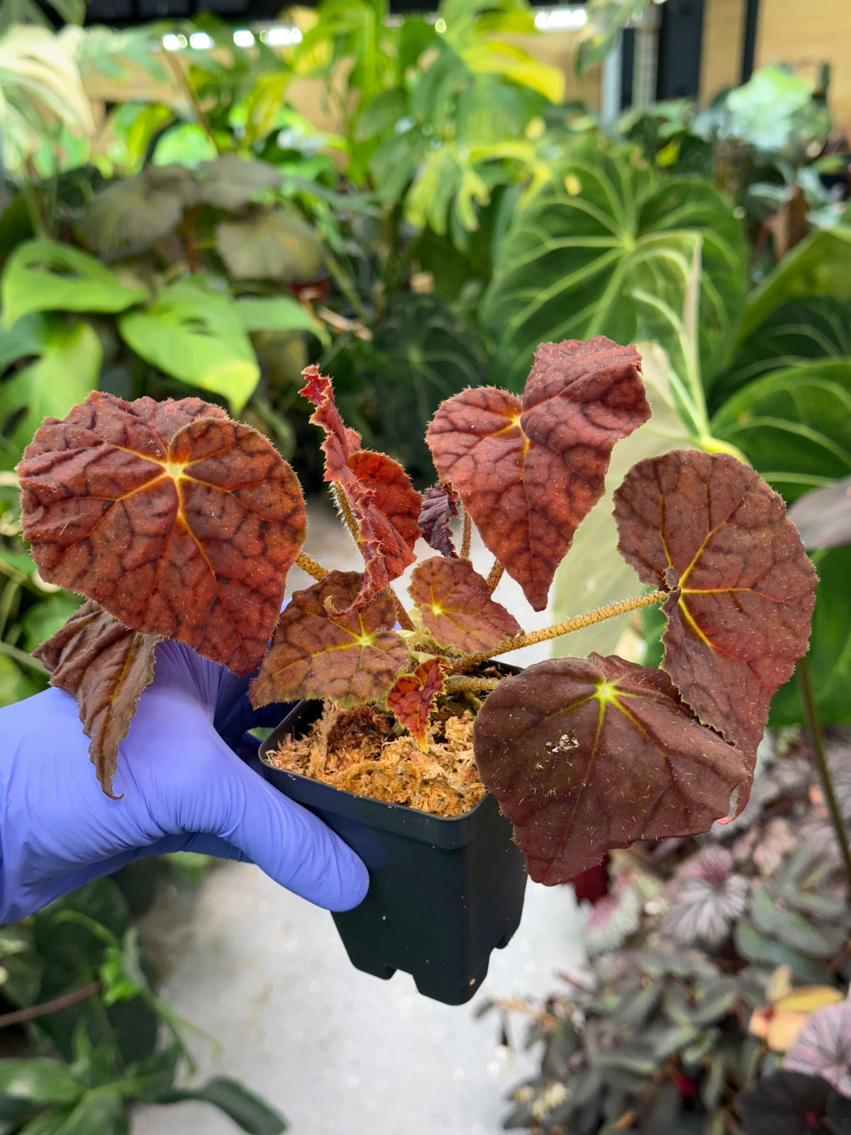 Begonia Autumn Ember