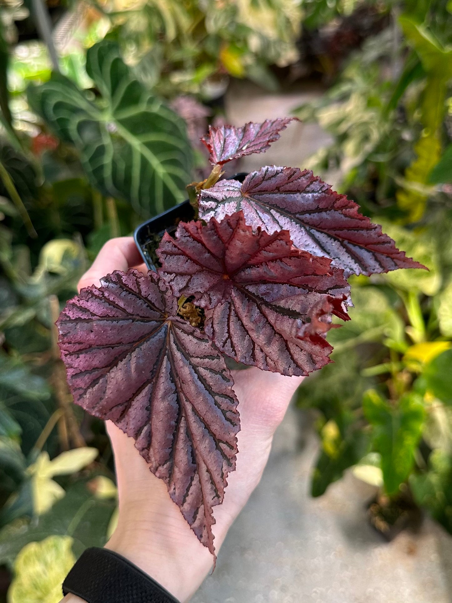 Begonia Gypsy Rose