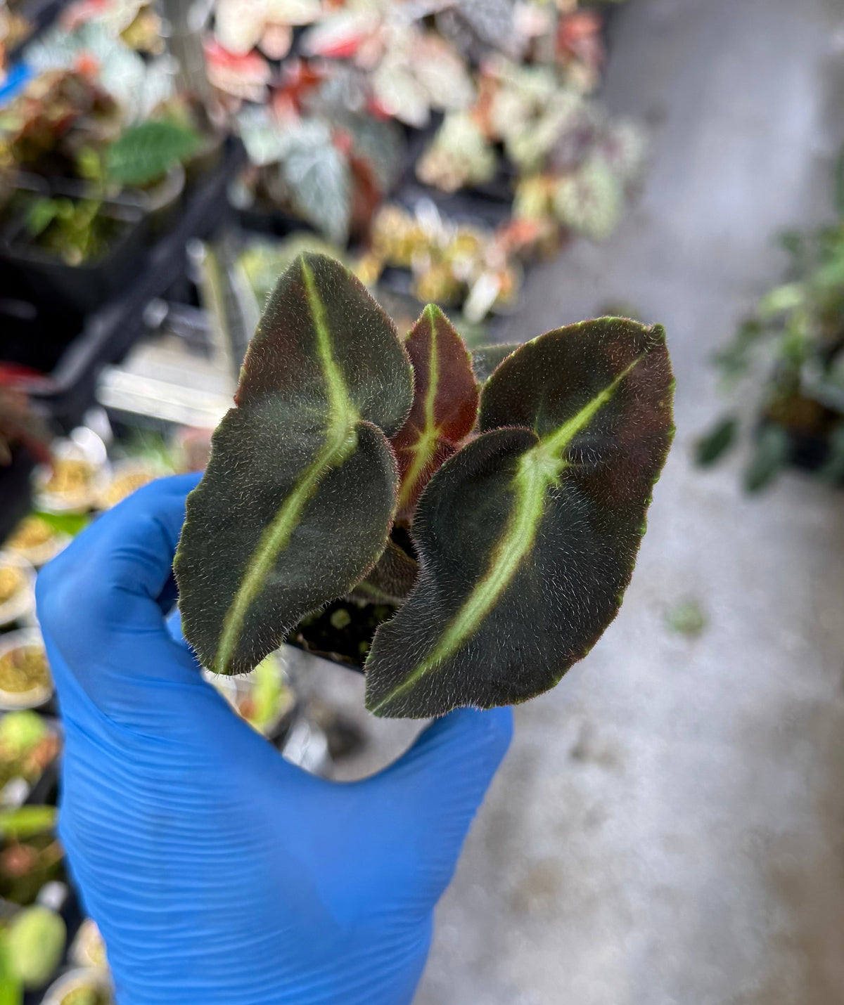 Begonia Listada