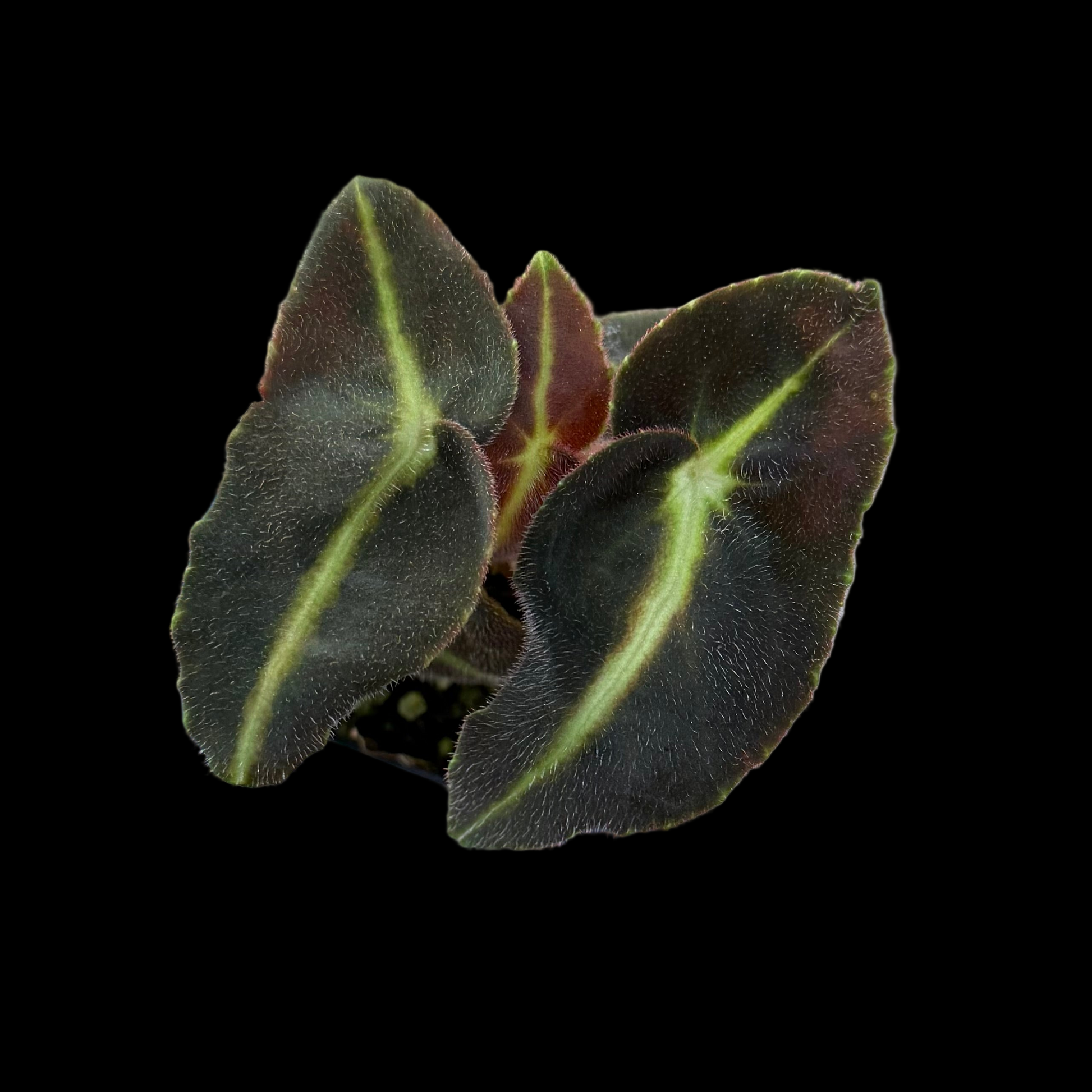 Begonia Listida begonia plant in pot