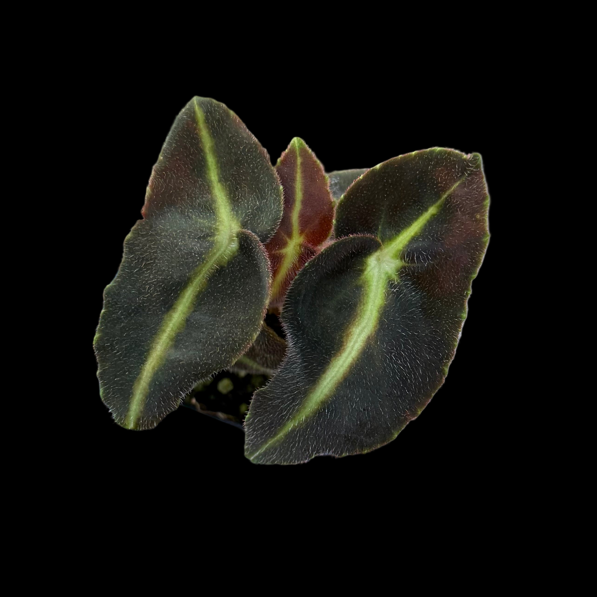 Begonia Listida begonia plant in pot