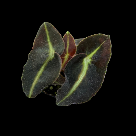 Begonia Listida begonia plant in pot
