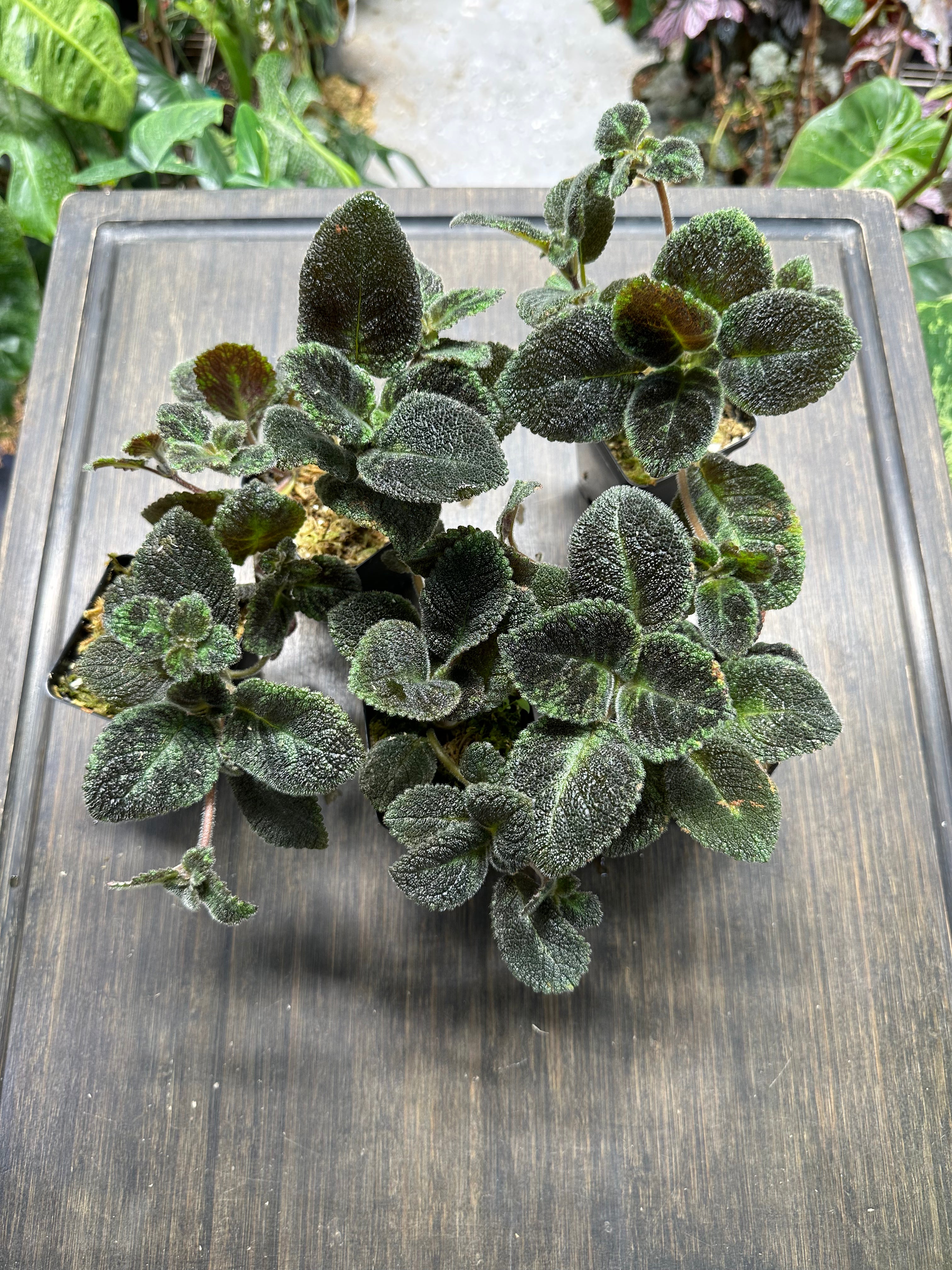 Episcia 'Emerald Velvet'
