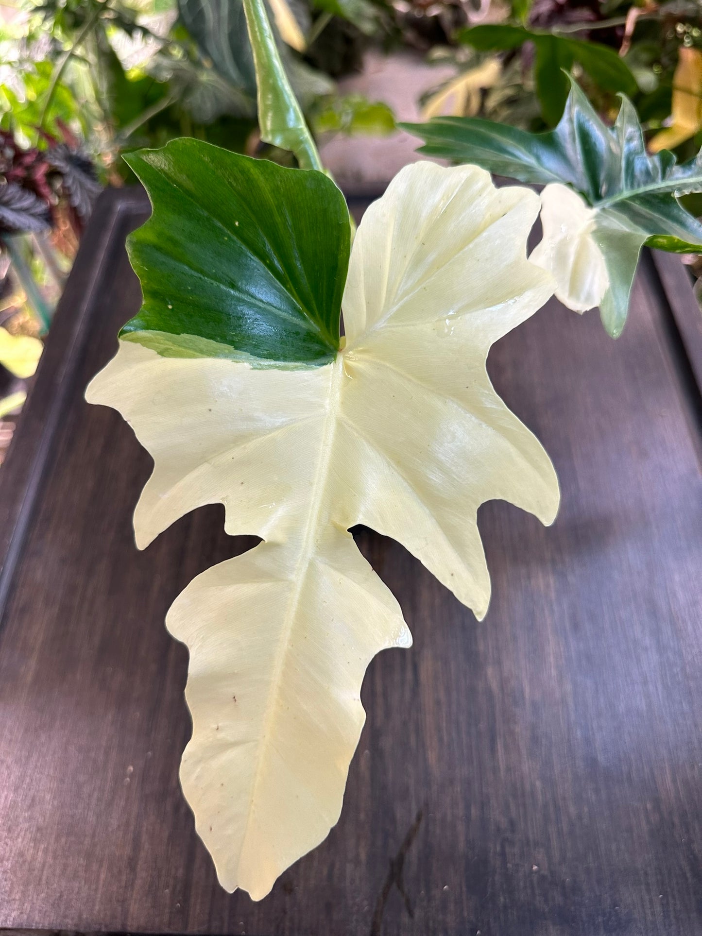 PURGE Philodendron Golden Dragon Variegated