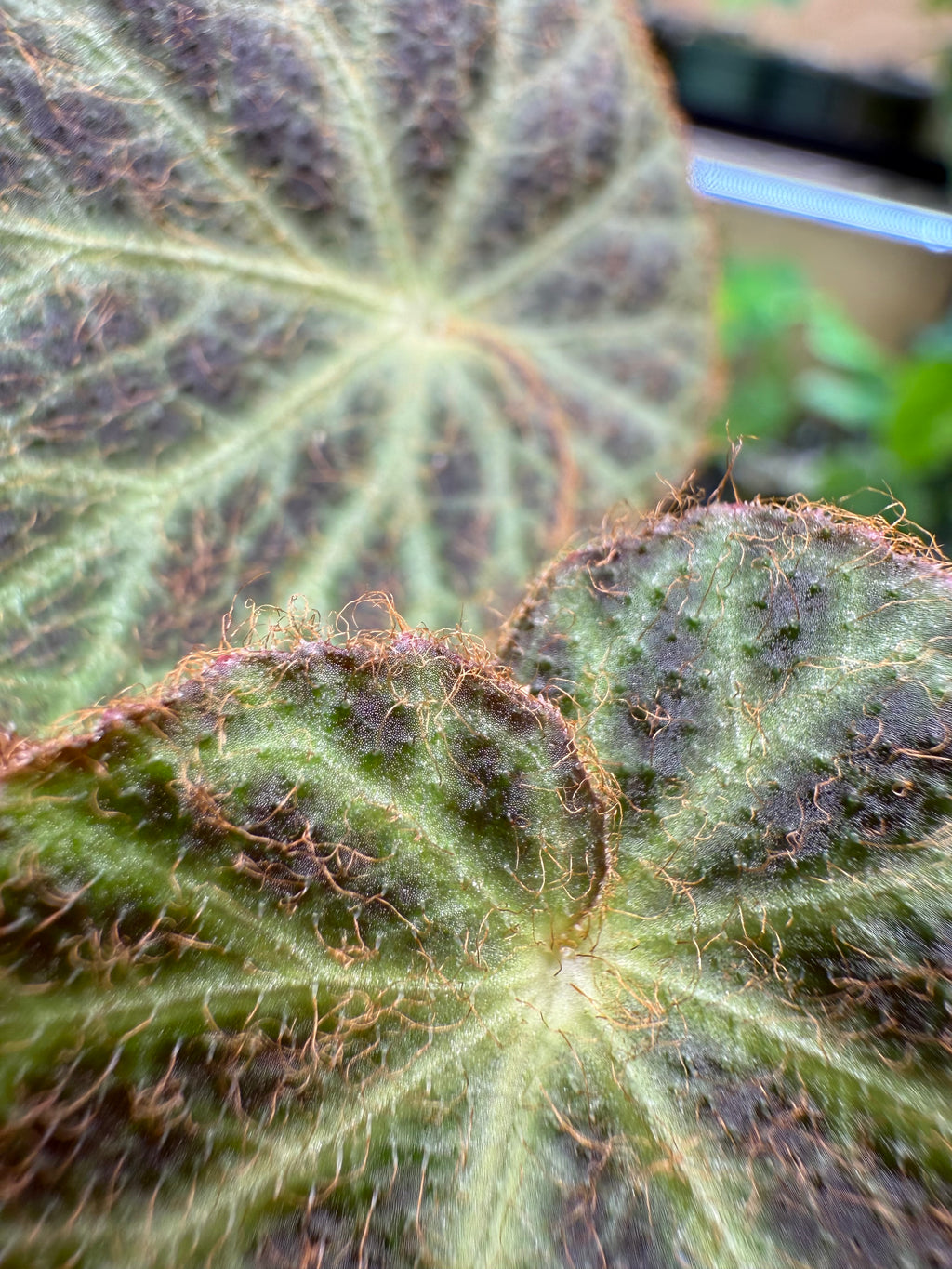 Begonia klemmei