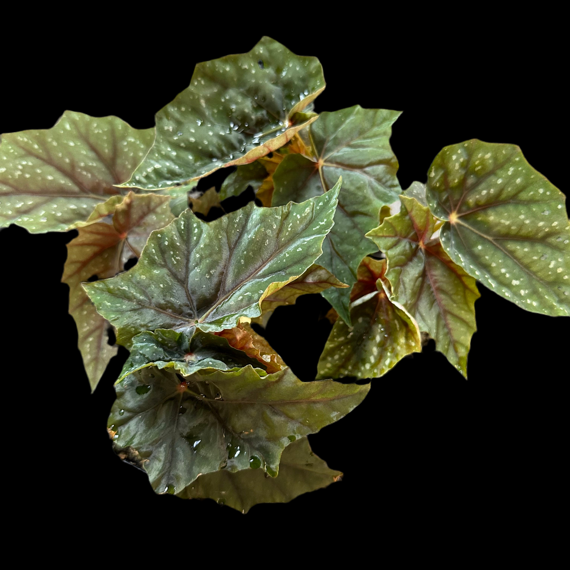 Begonia Lubbergei begonia plant in pot