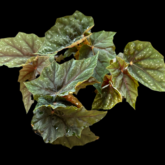 Begonia Lubbergei begonia plant in pot