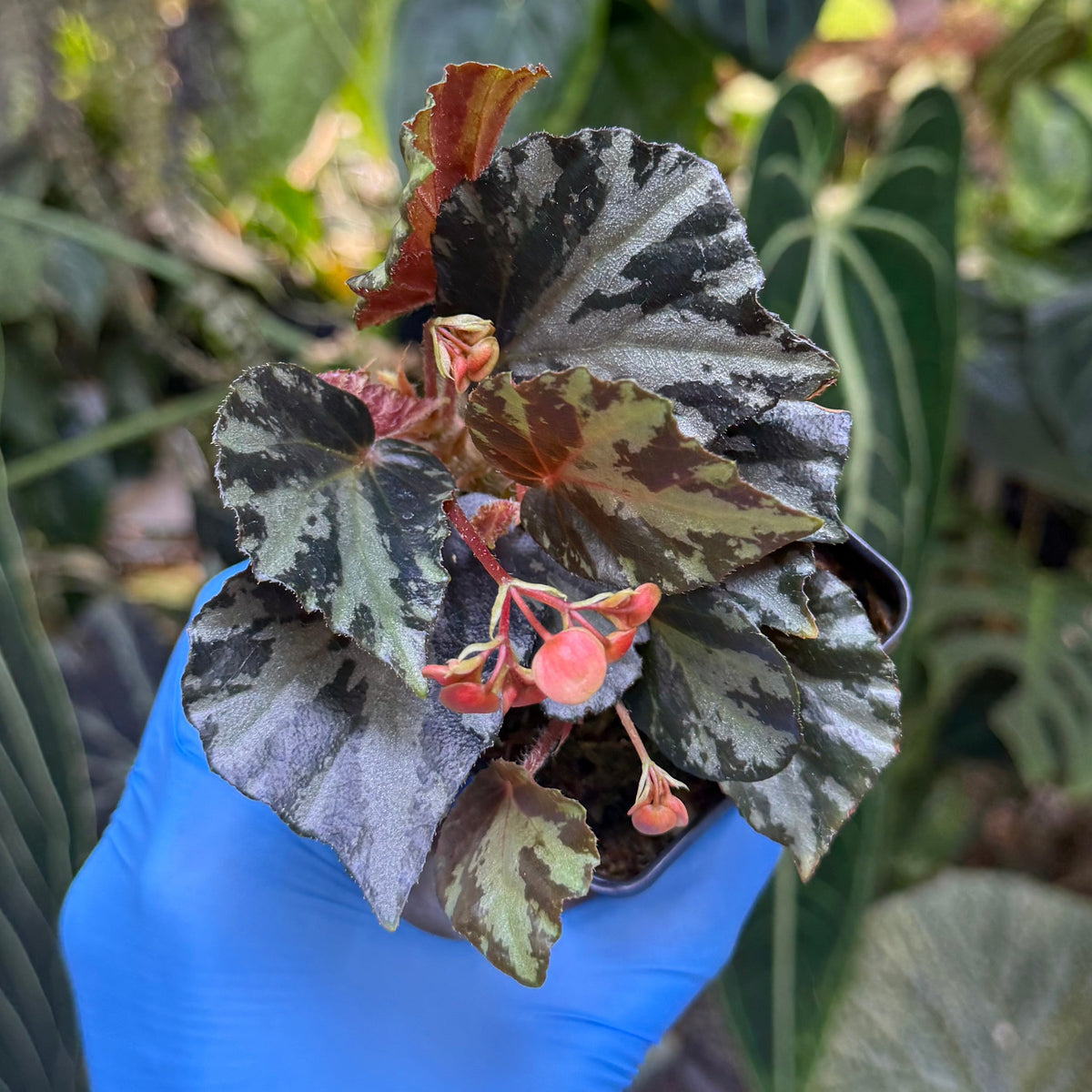 Begonia truncatifolia