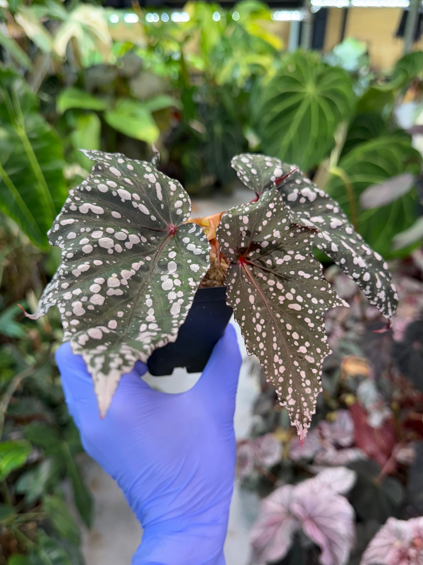 Begonia Bat Wings