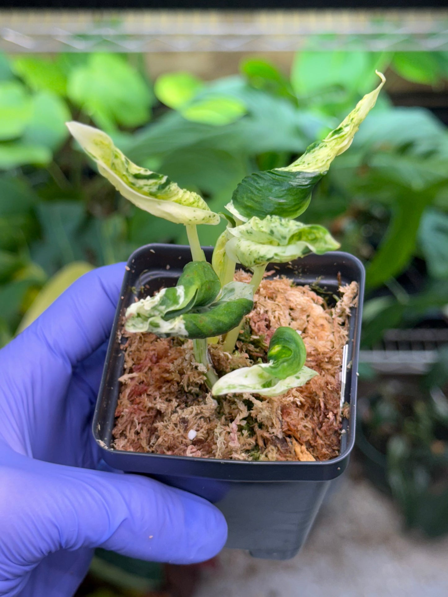 Epipremnum aureum Teruno 'Love Song' #18