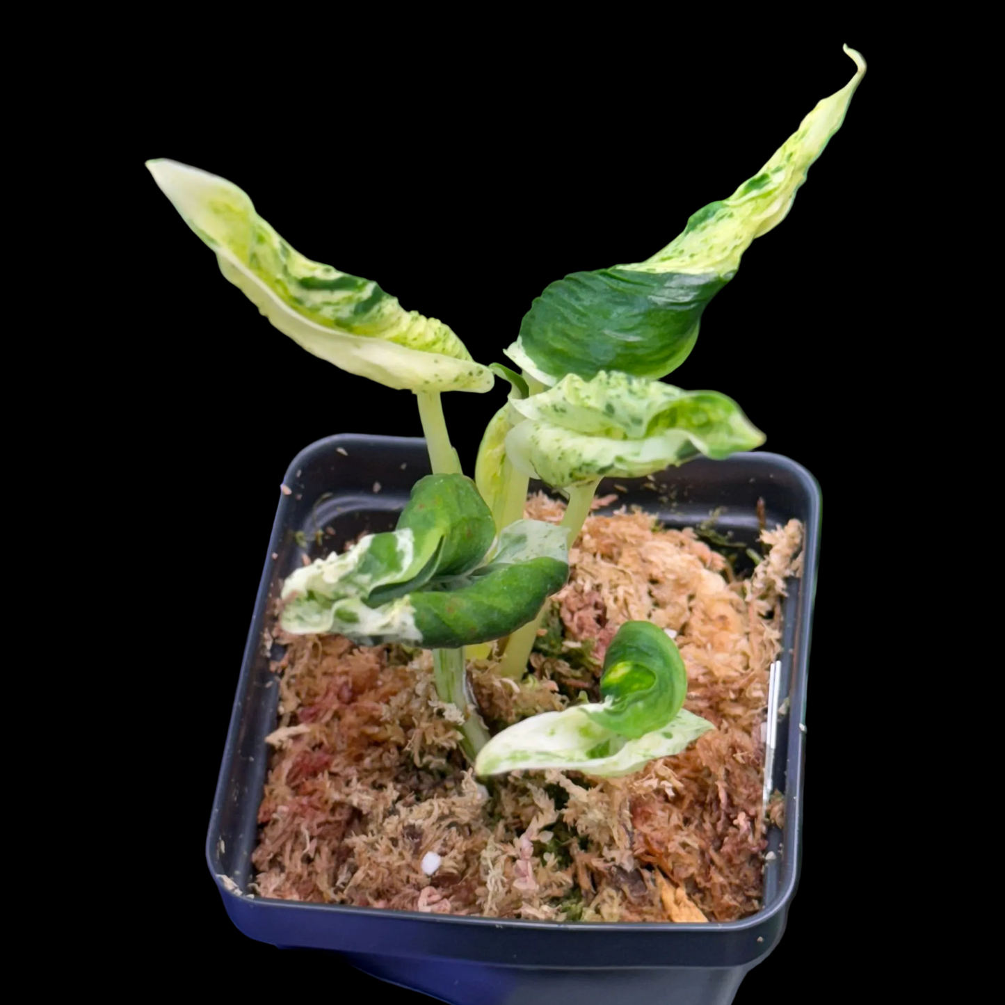 Epipremnum aureum Teruno 'Love Song' #18