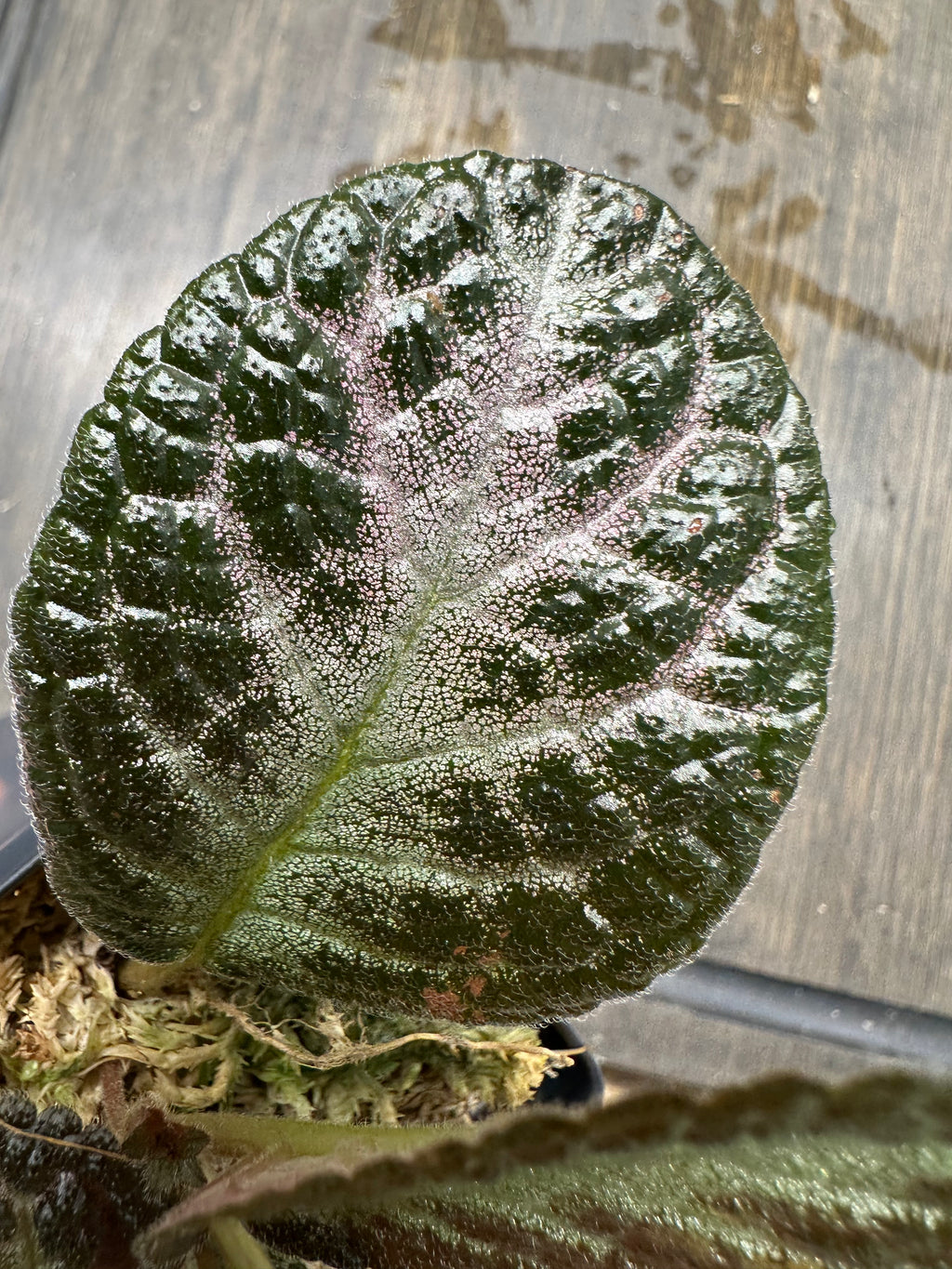 Episcia 'Chocolate Soldier'