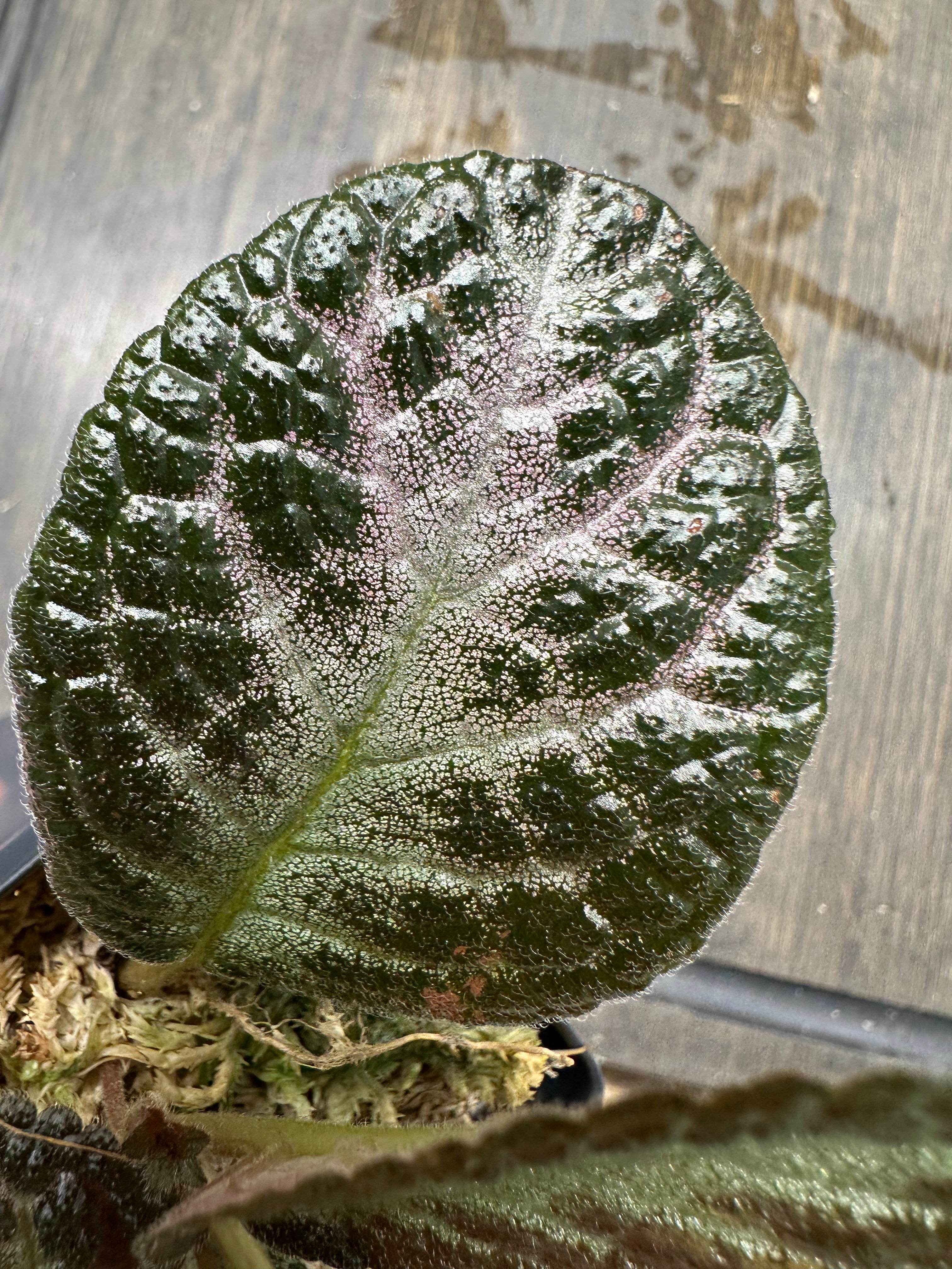 Episcia 'Chocolate Soldier'