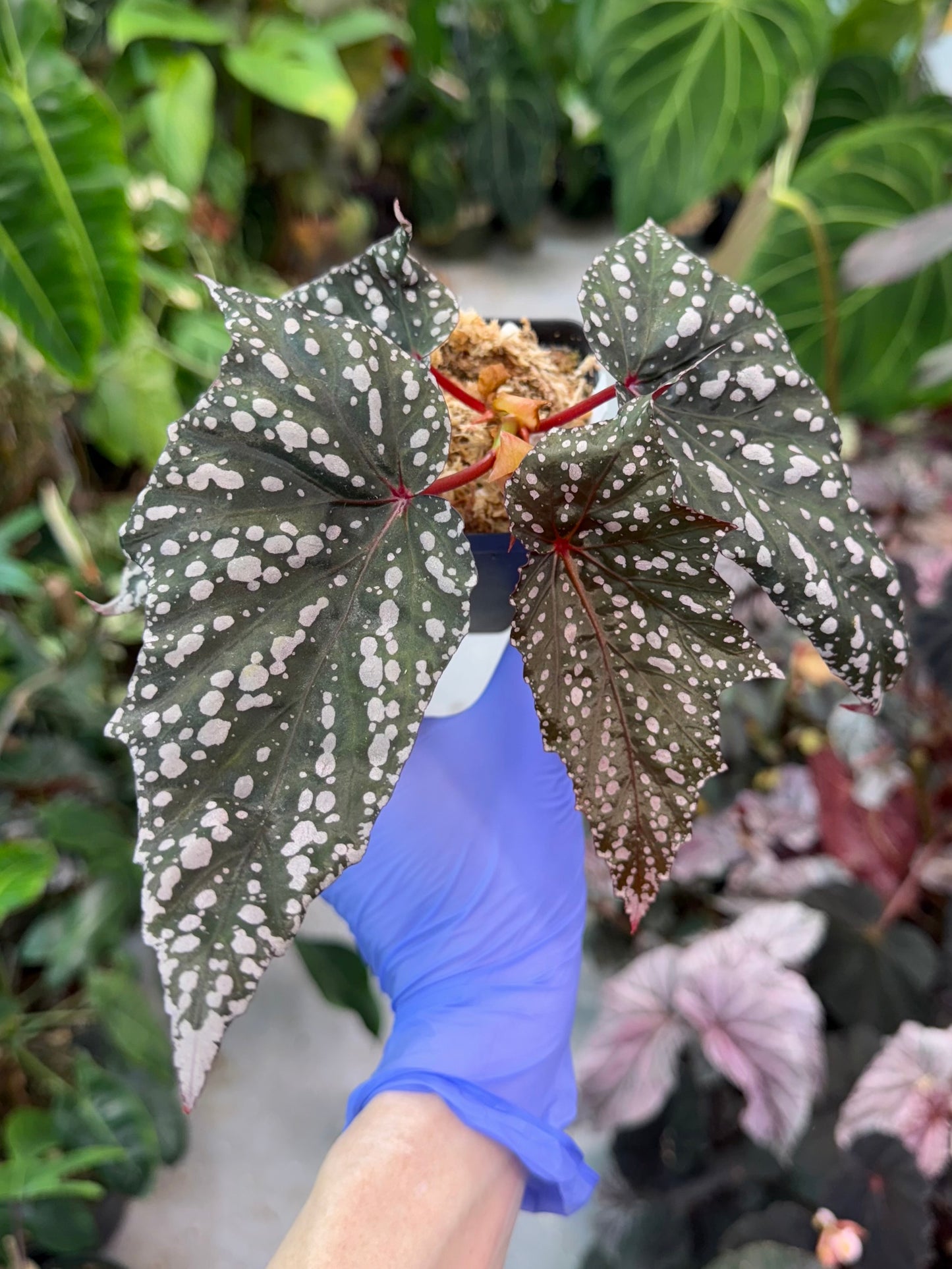 Begonia Bat Wings