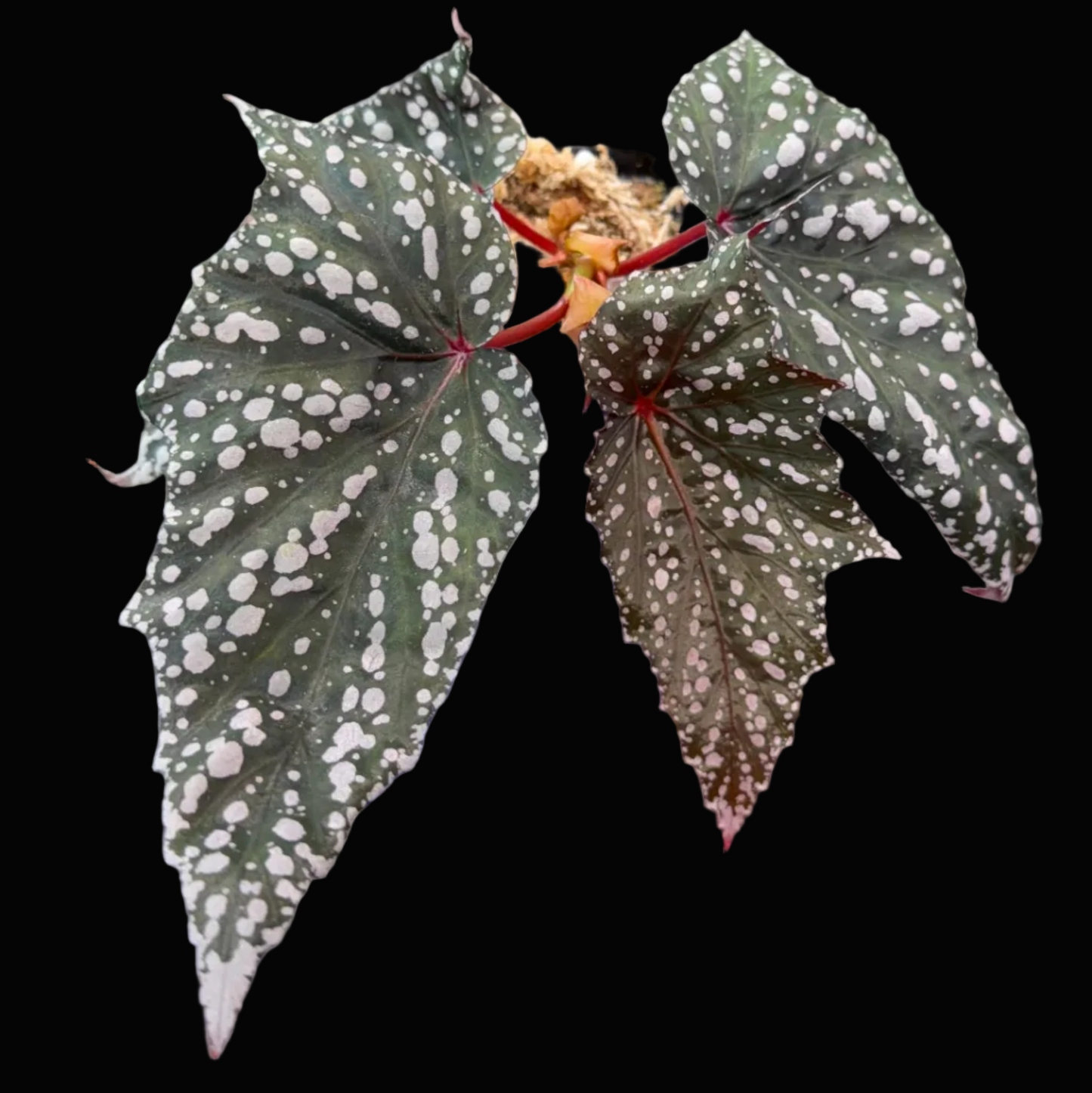 Begonia Bat Wings
