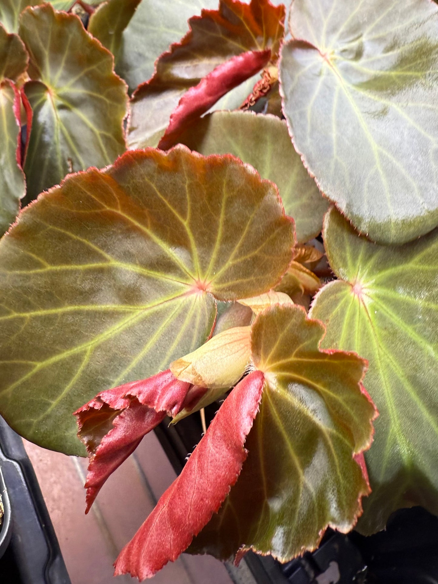 Begonia Panasoffkee