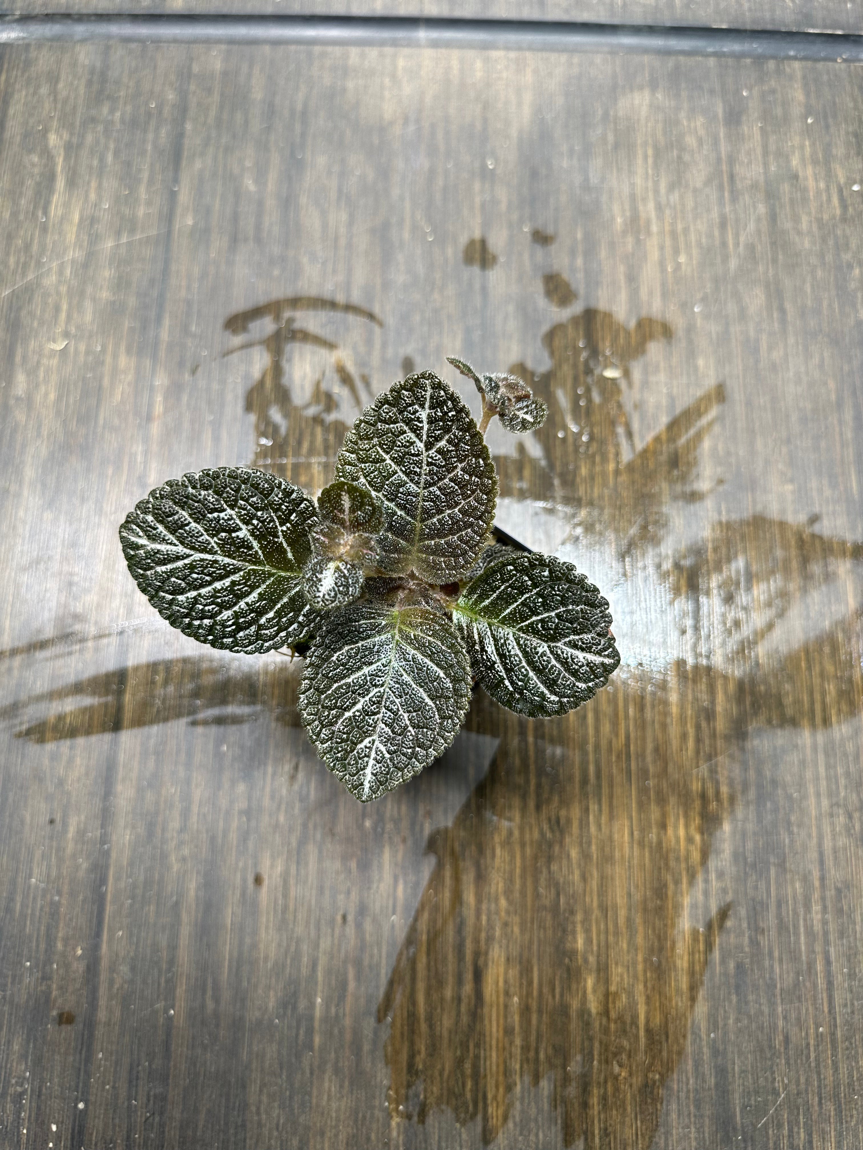 Episcia 'Longwood Gardens'
