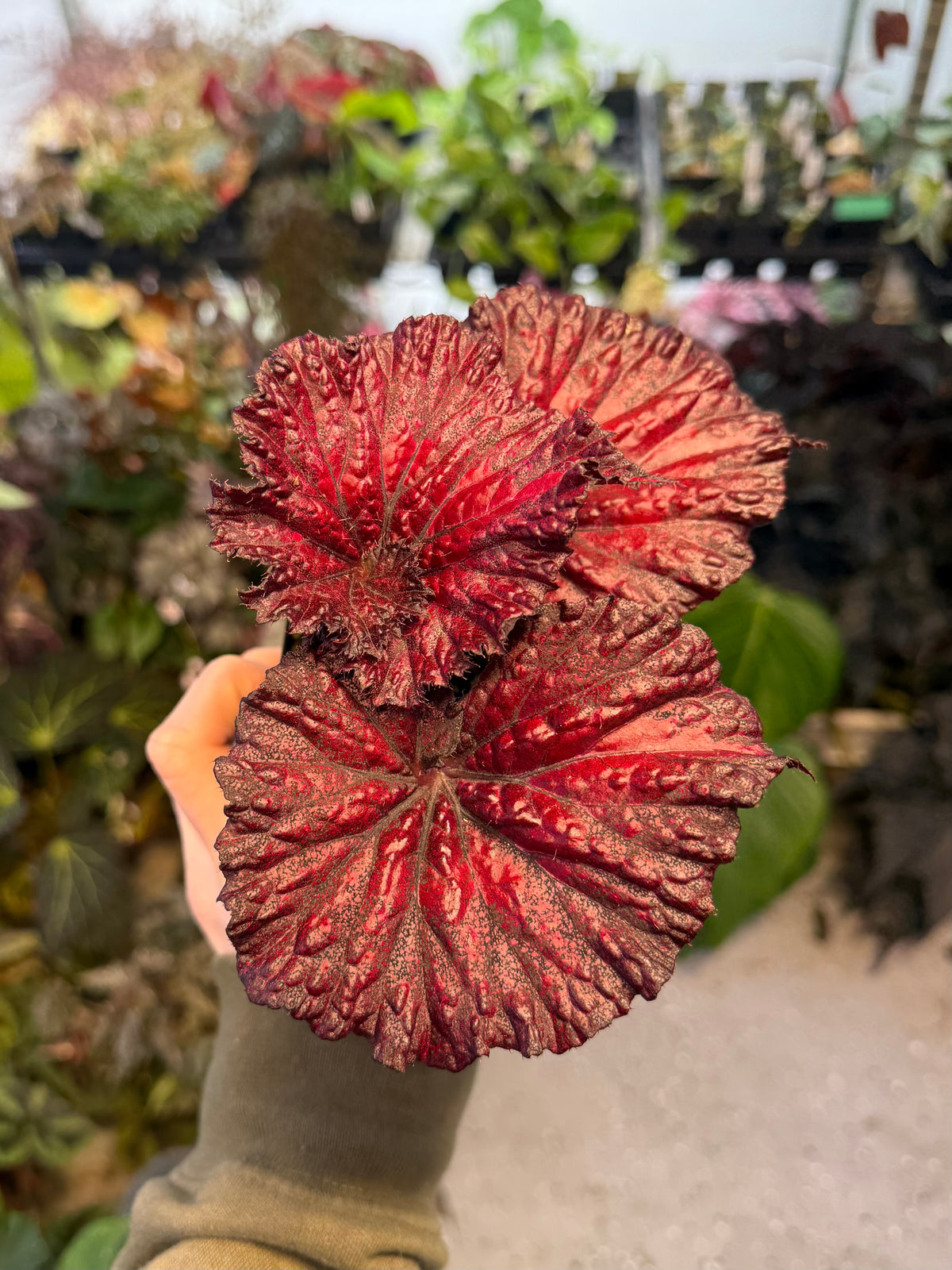 Begonia Harmony's Love Hurts