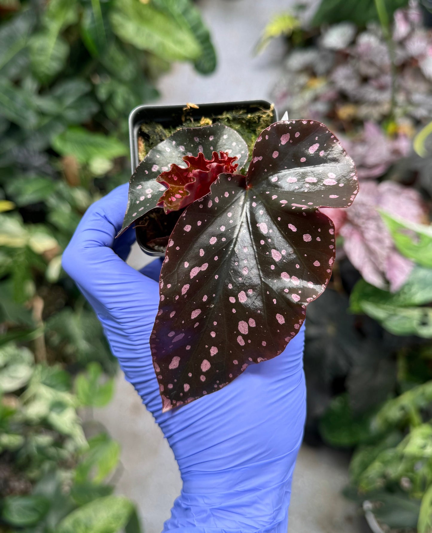 Begonia Cracklin Rosie