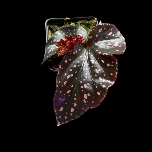 Begonia Cracklin Rosie