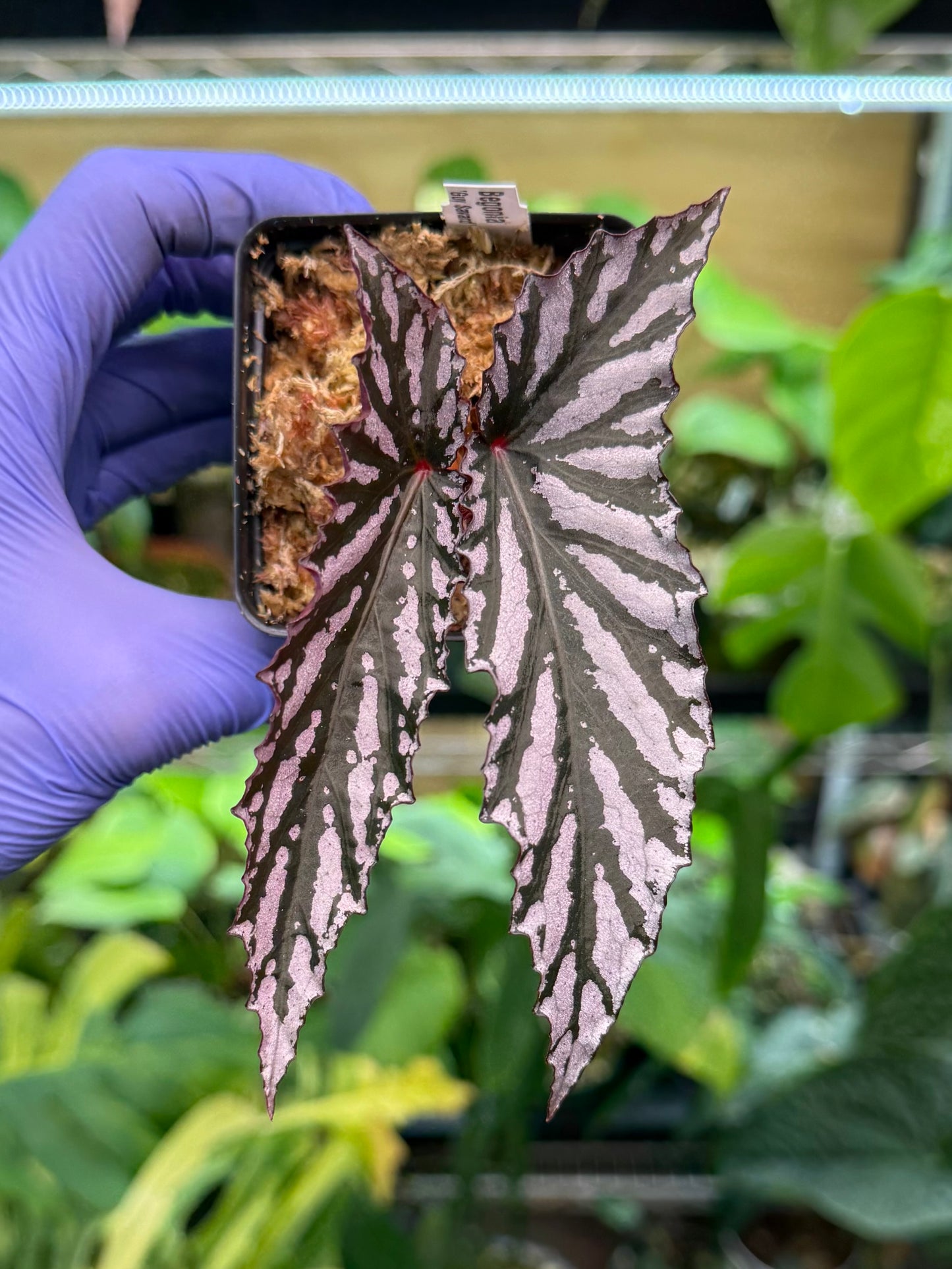 Begonia Guy Savard