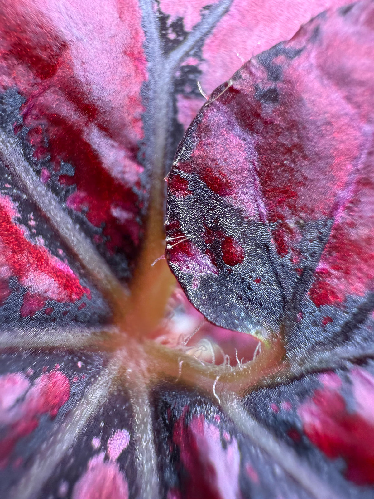 Begonia Jurassic Heartbeat