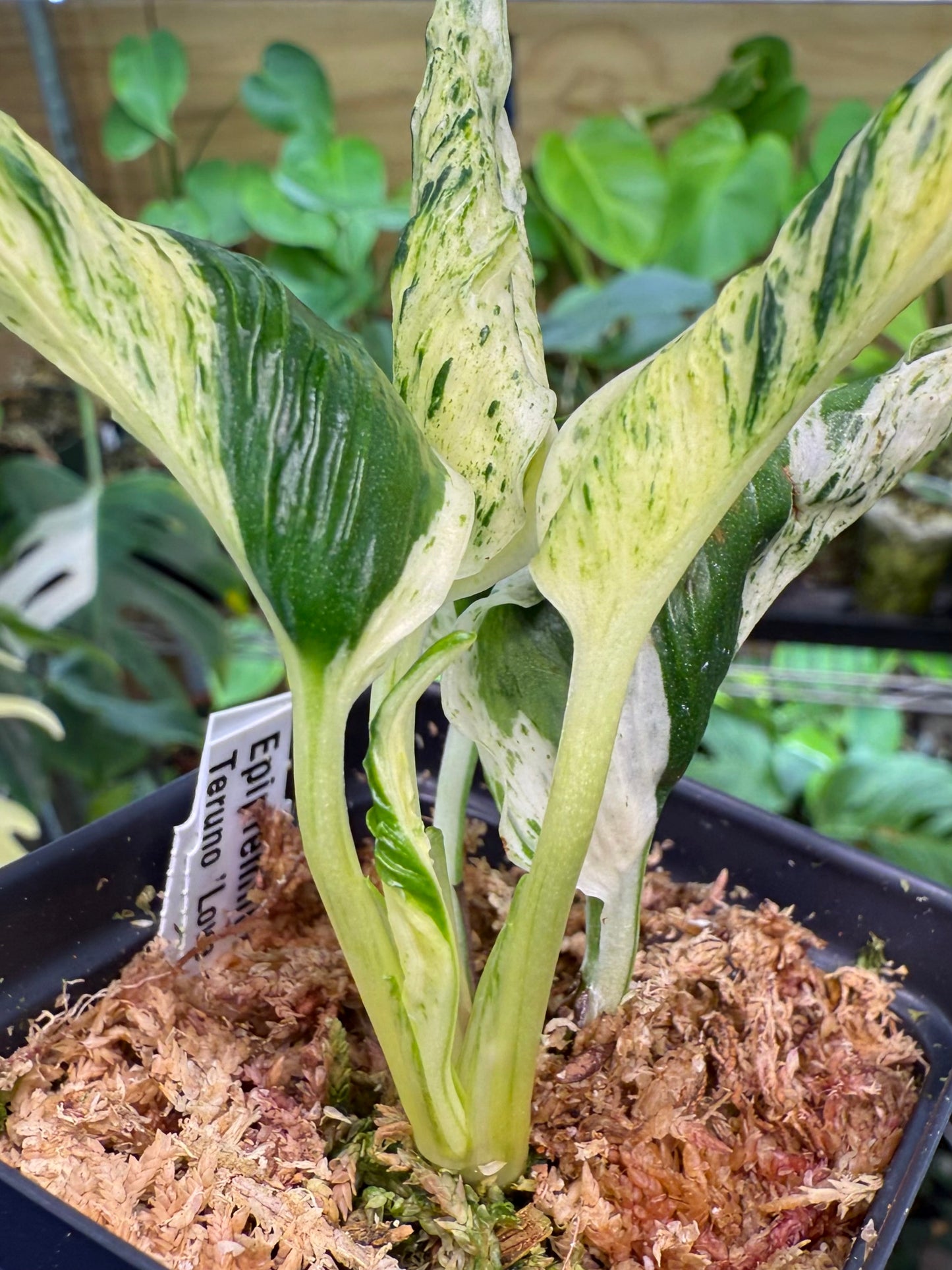 Epipremnum aureum Teruno 'Love Song' #18