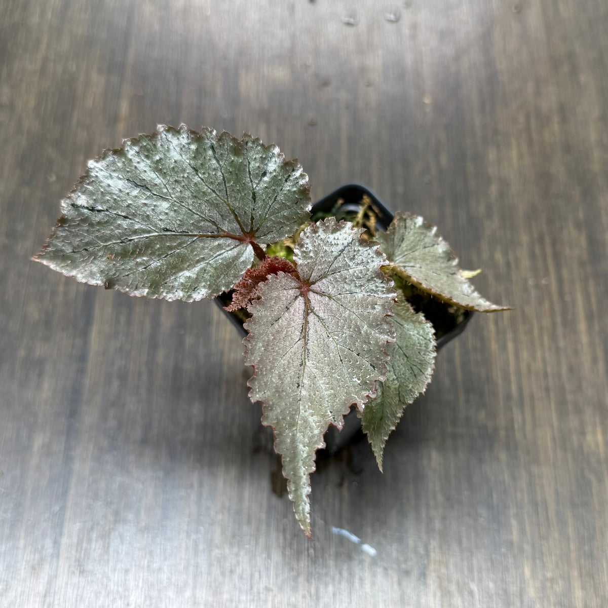 Begonia U549
