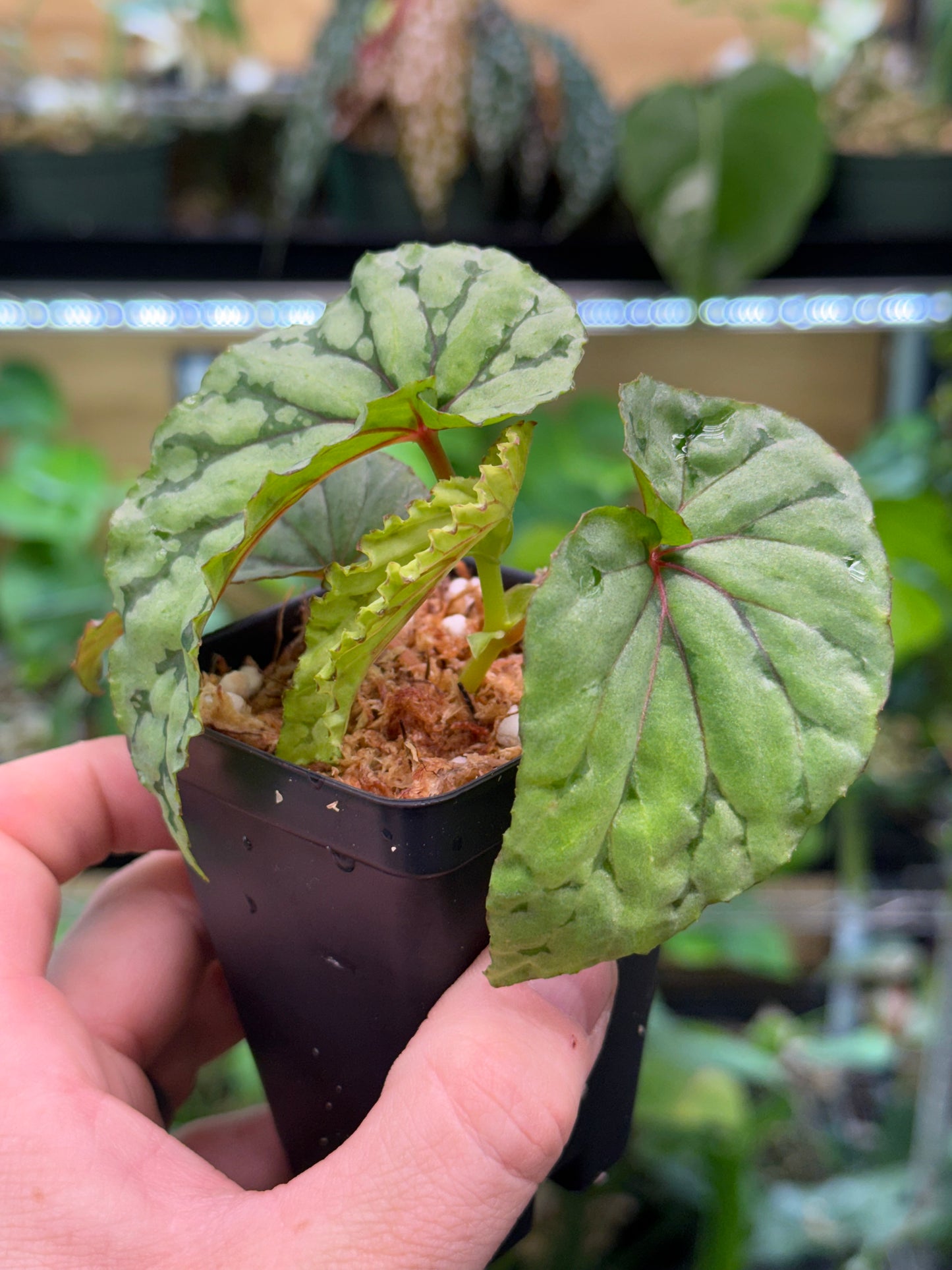 Begonia U038