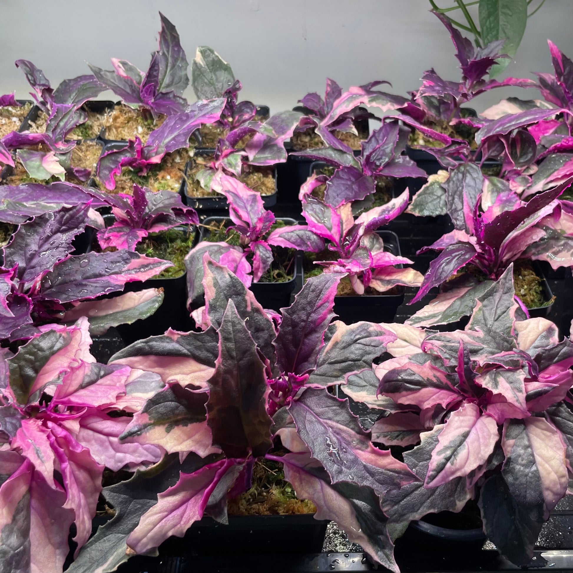 purple passion succulent Variegated Purple Passion Plant
