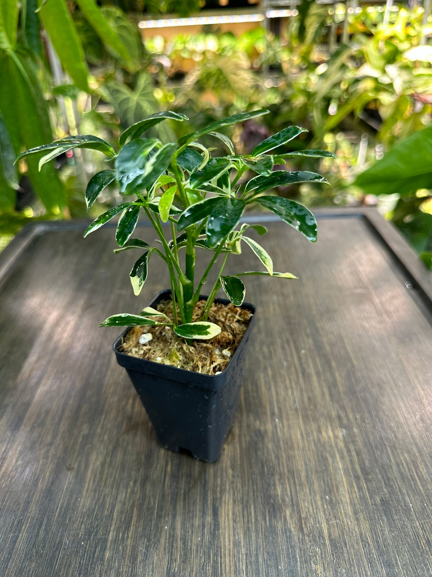 Schefflera Arboricola Variegata