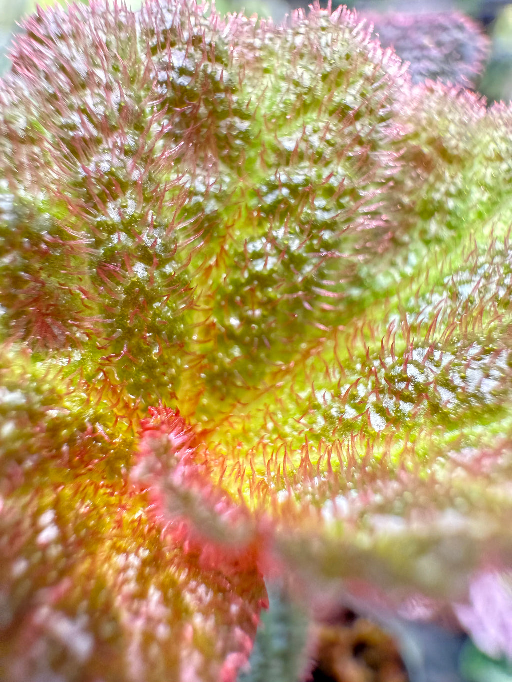 Begonia Manaus