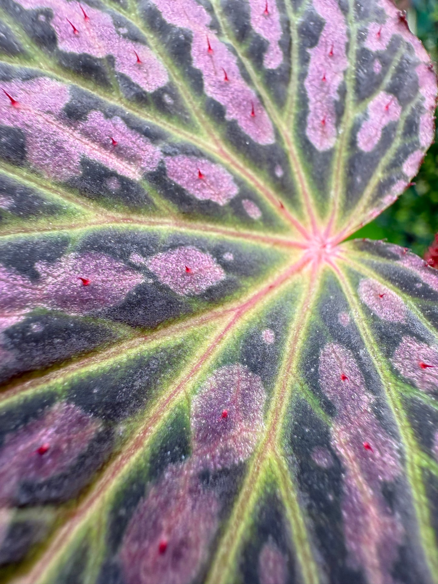 Begonia Chlorosticta x Chloroneura