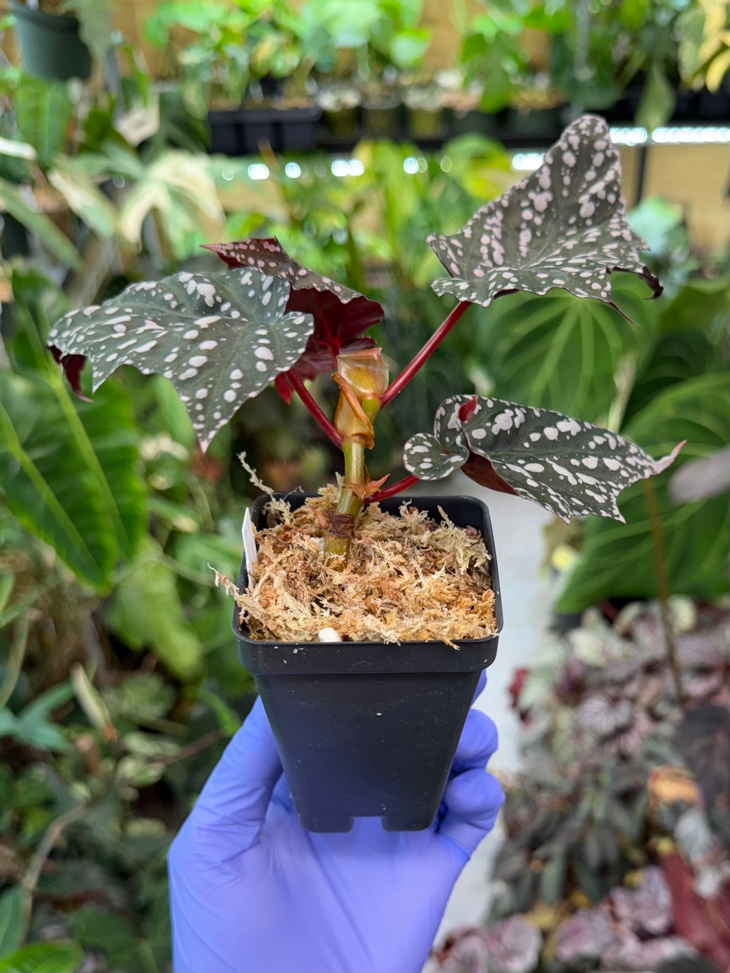 Begonia Bat Wings