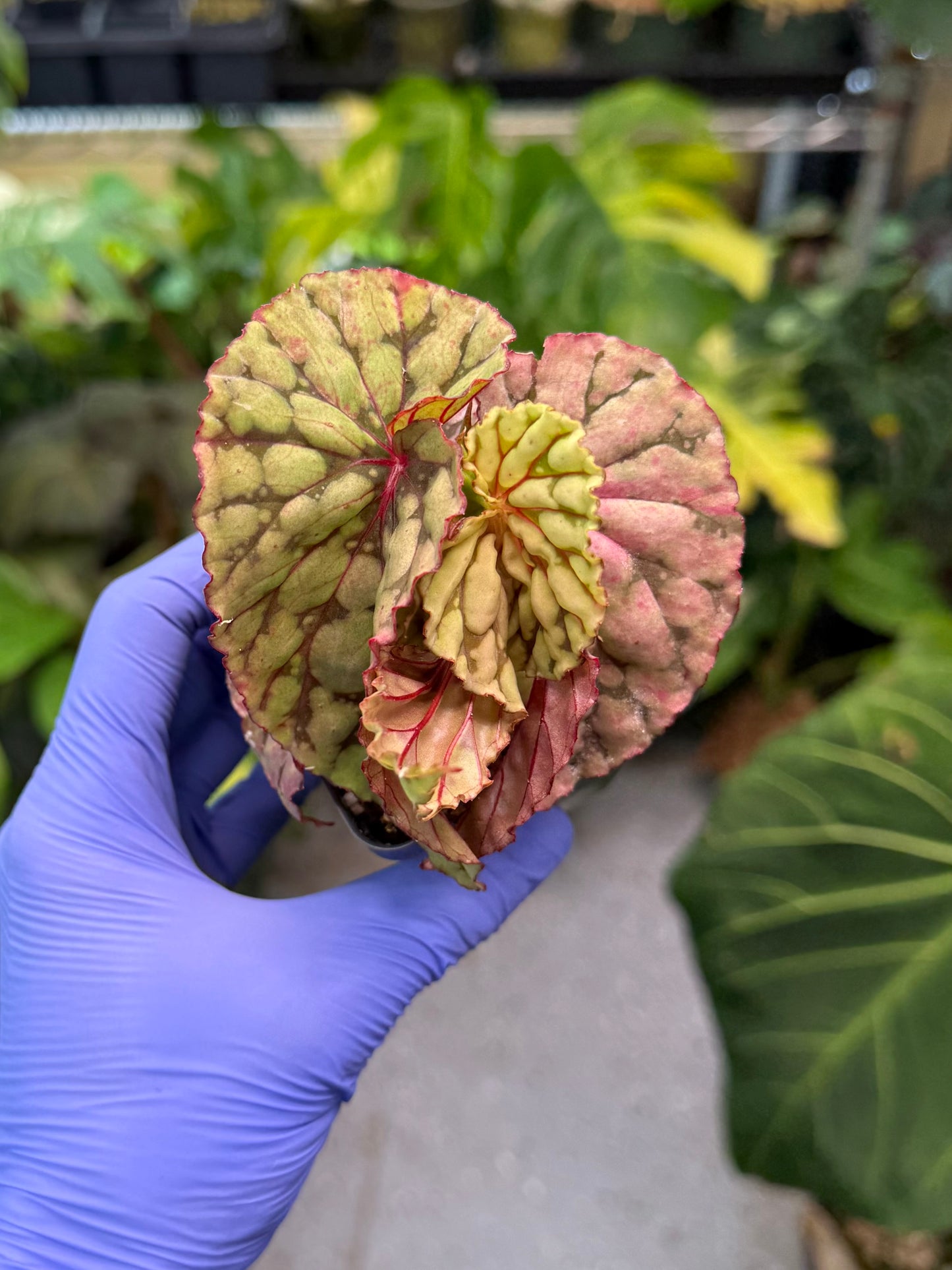Begonia U038