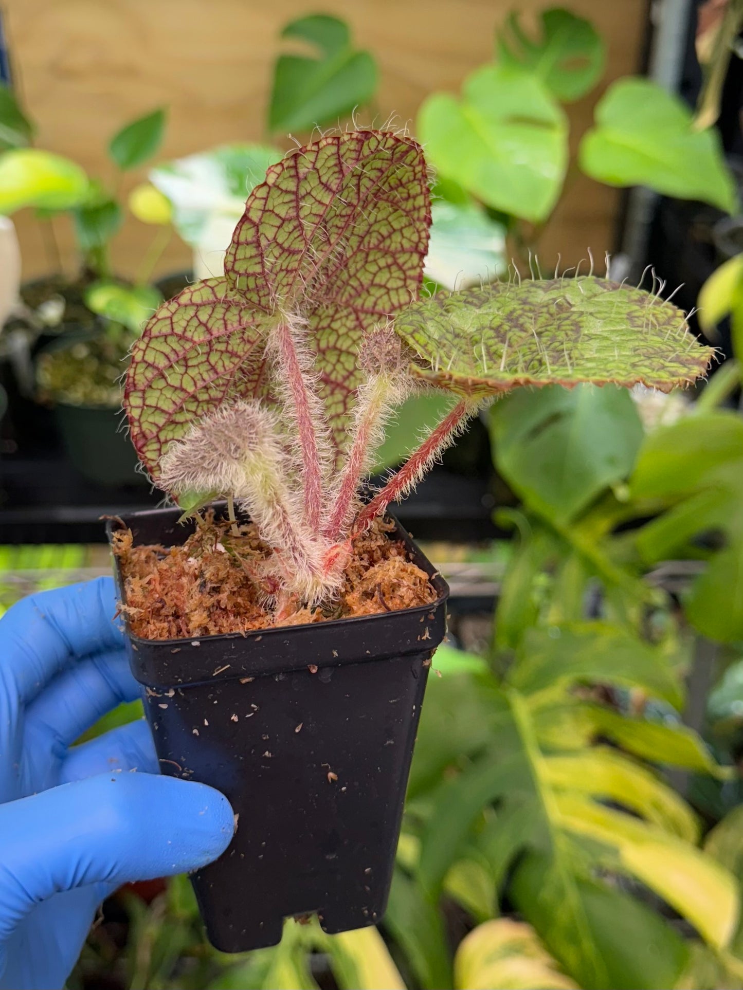 Begonia longiciliata 'Sizemorea'