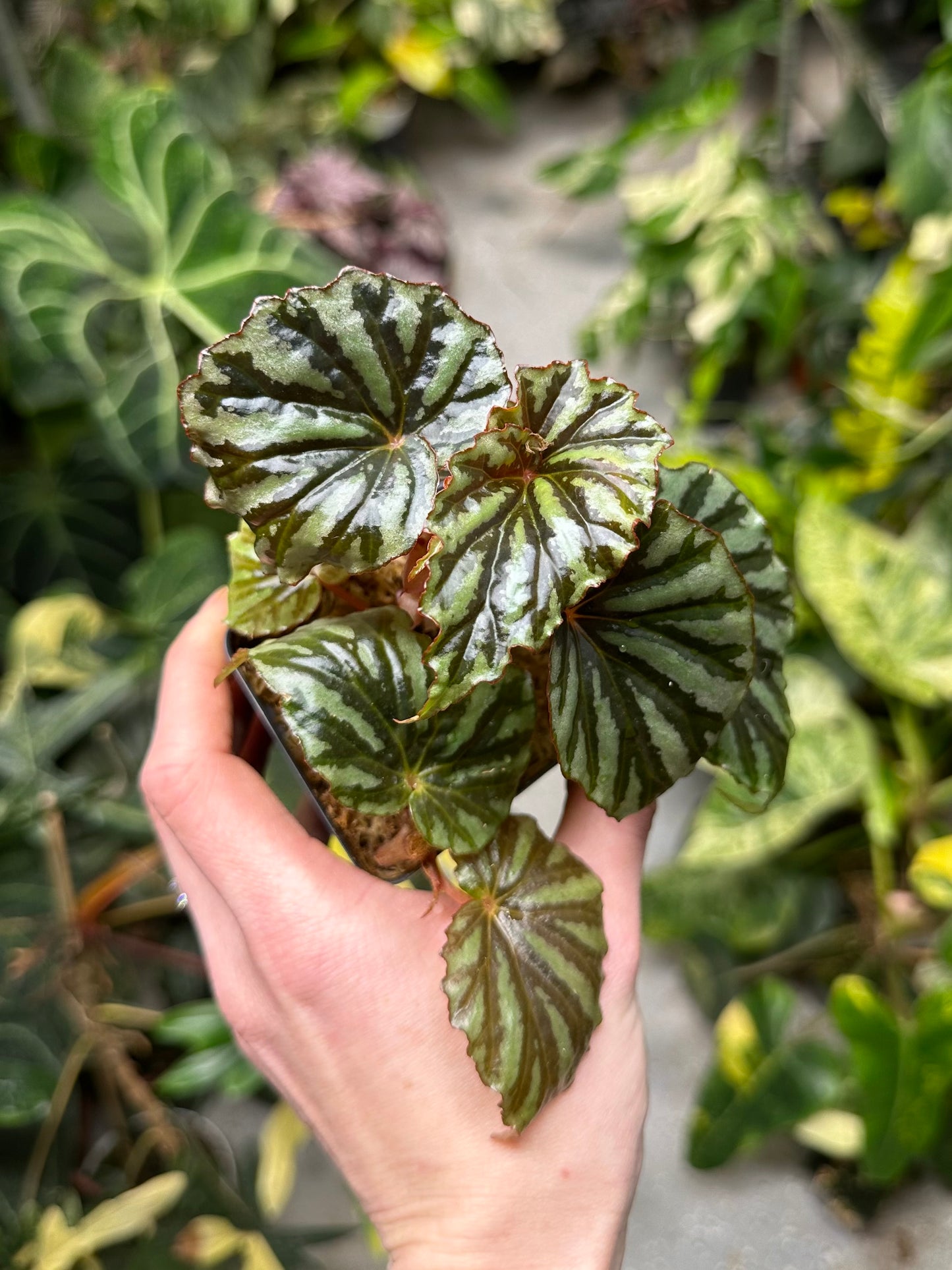 Begonia Irian Jaya