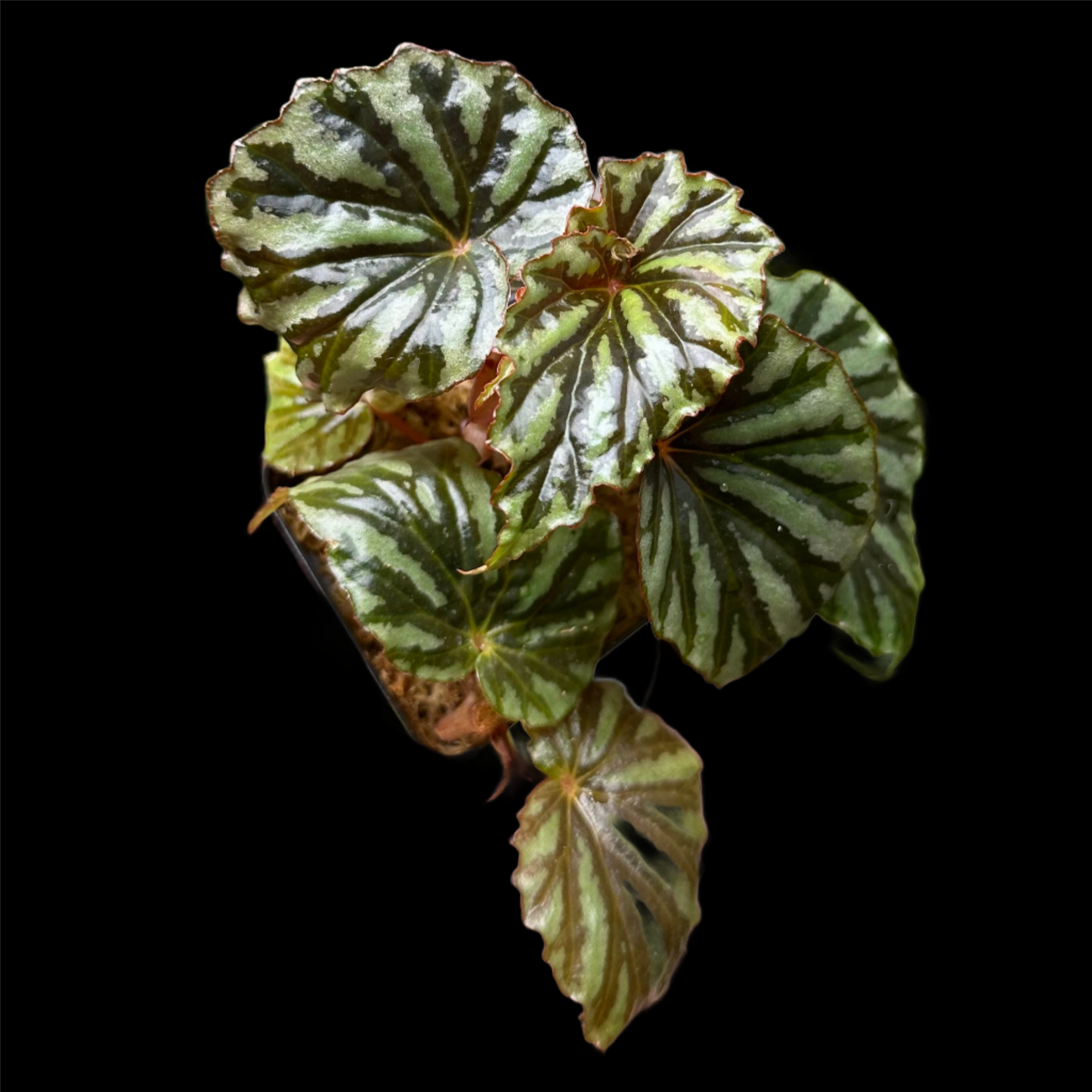 Begonia Irian Jaya