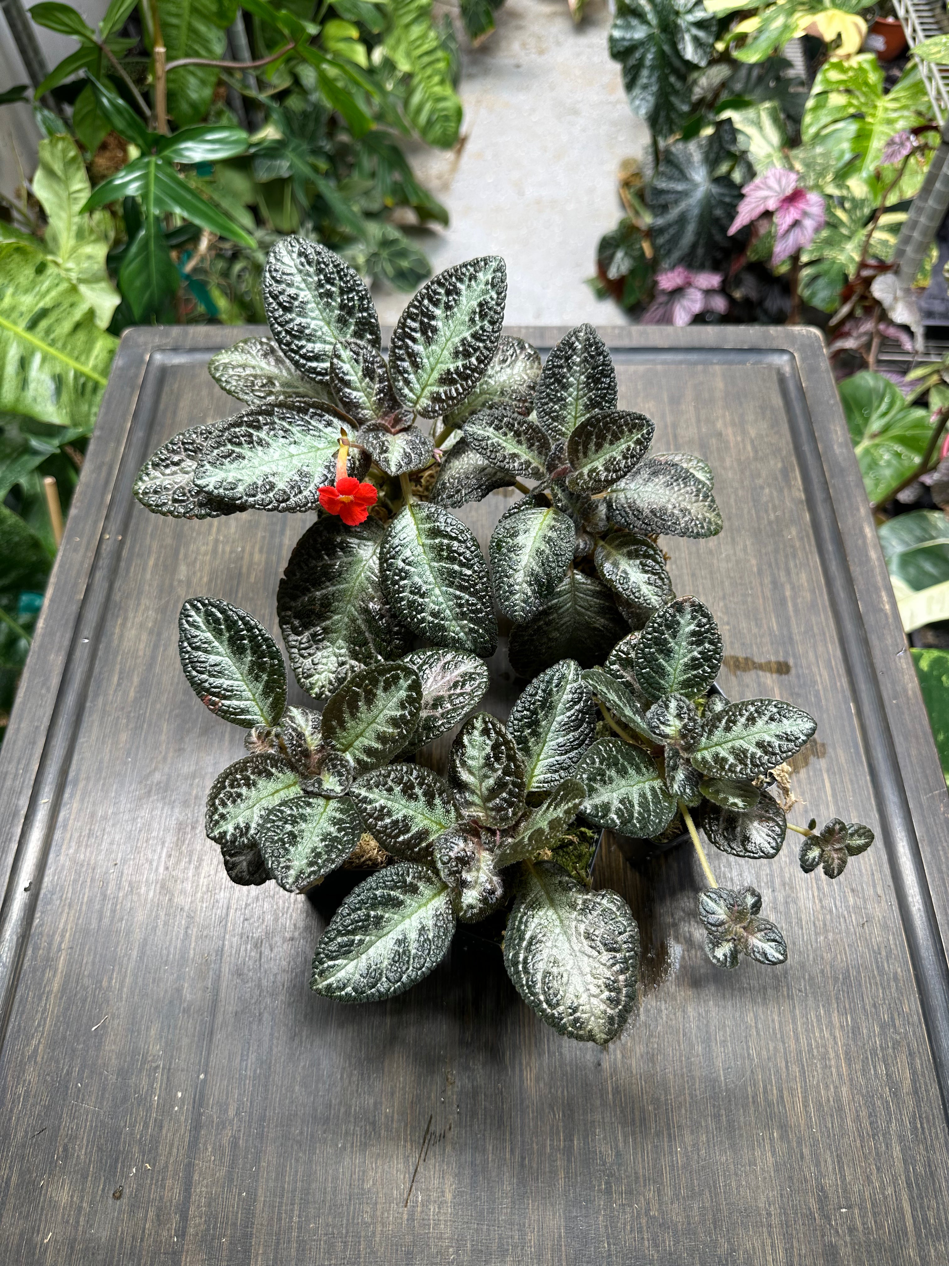 Episcia 'Chocolate Soldier'