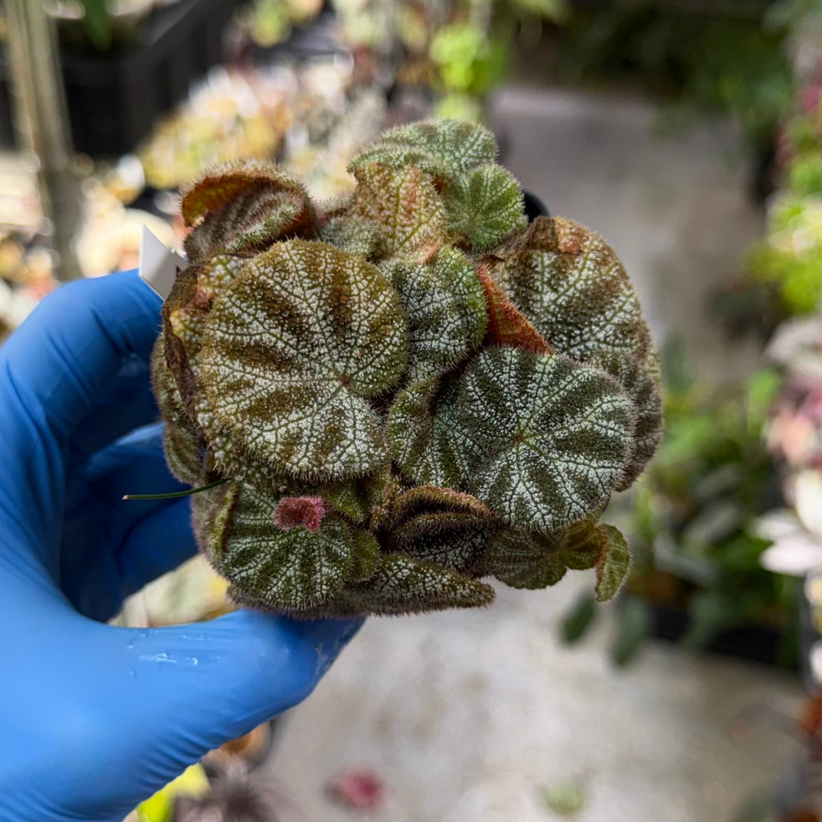 Begonia ningmingensis var. bella