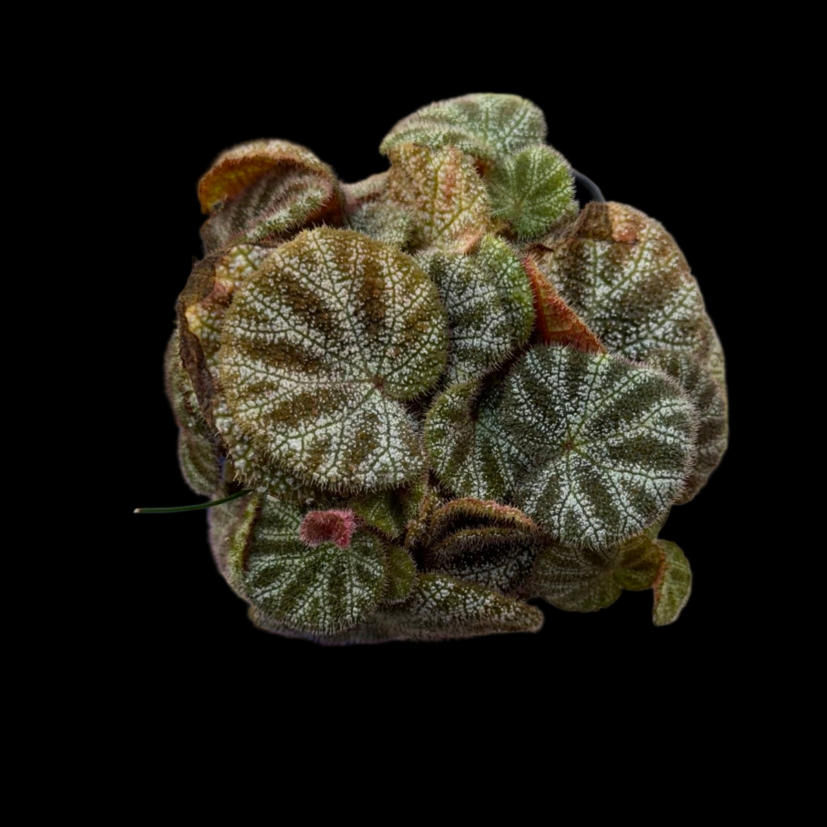 Begonia ningmingensis var. bella