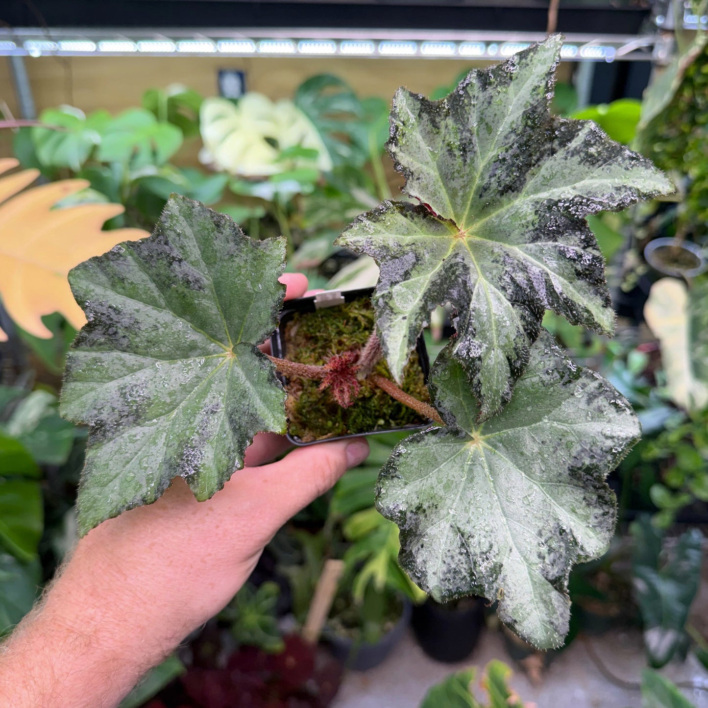 Begonia Gunmetal