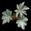 Begonia Gunmetal