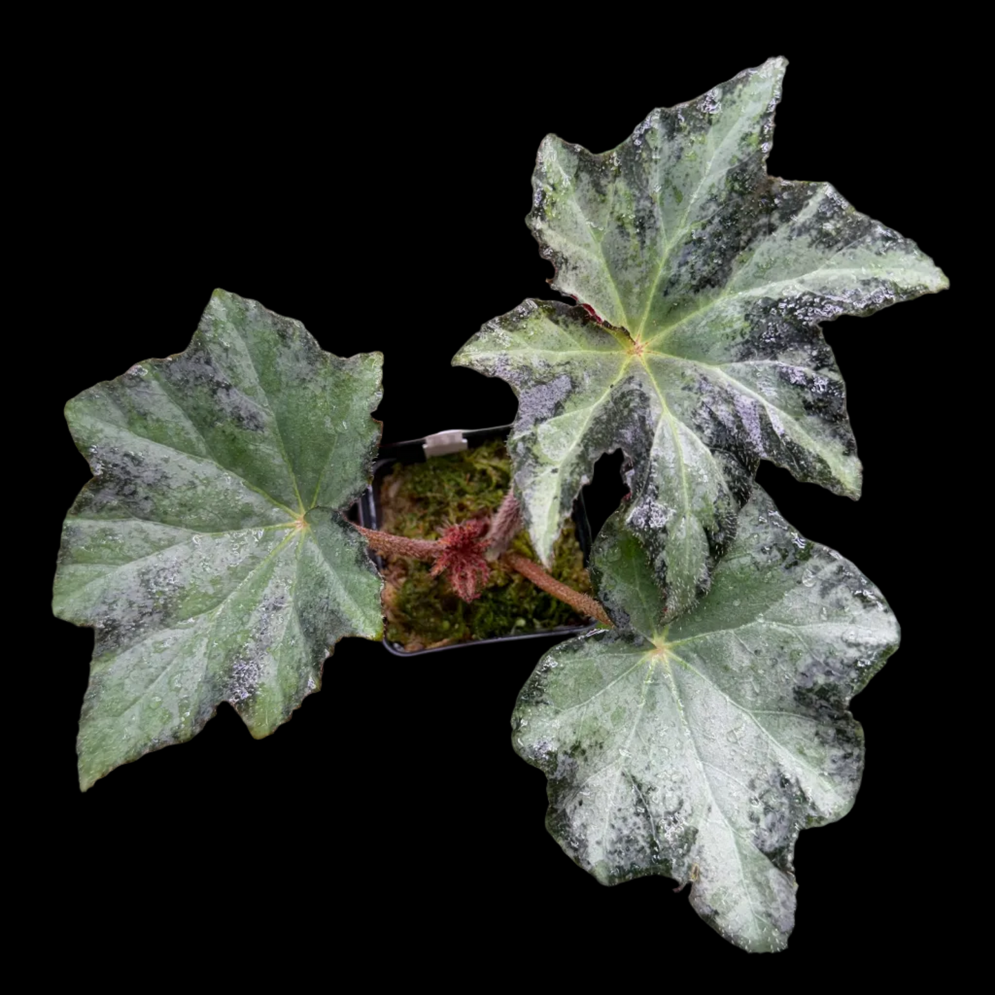Begonia Gunmetal