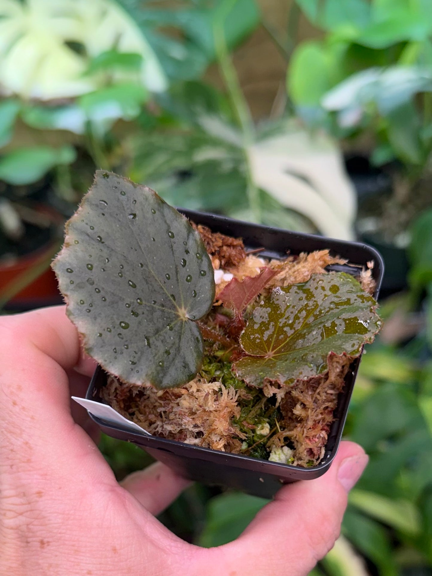 Begonia caramoanensis