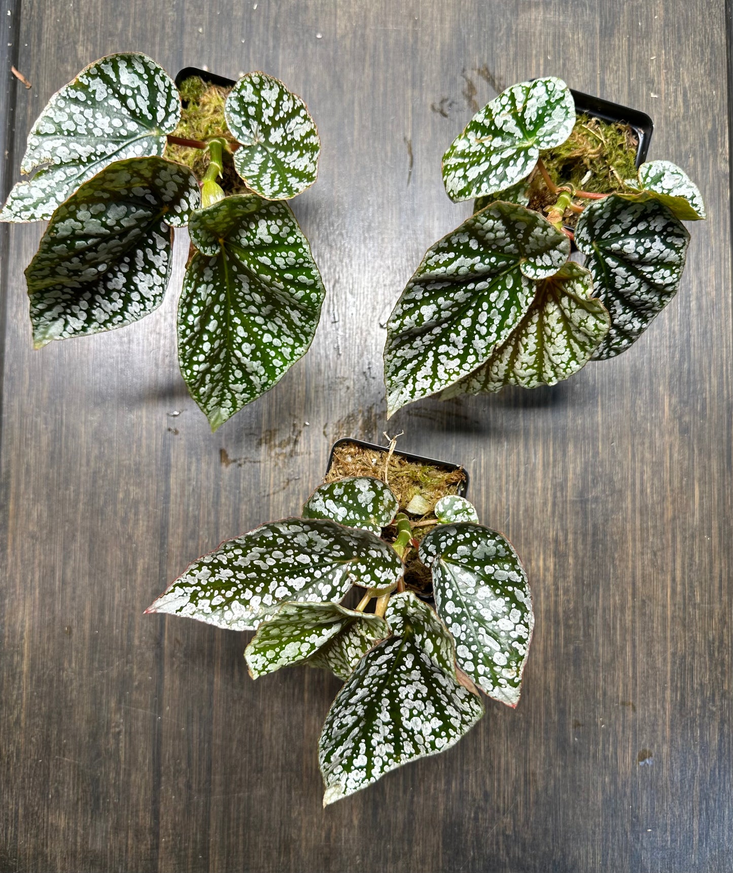 Begonia Snow Capped